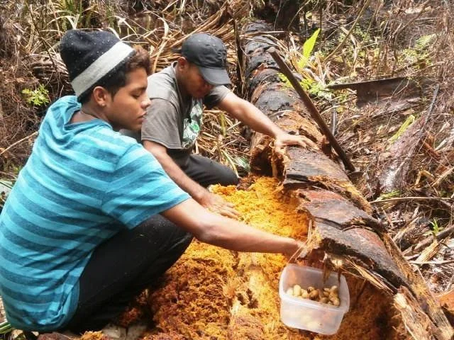 Traditional Indigenous Education Created More Stable productive &amp; Honorable Members of Society 