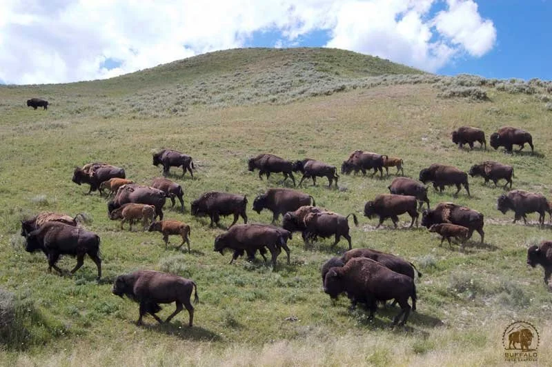 Tribes to Consider Asserting Primary Jurisdiction over Yellowstone Bison