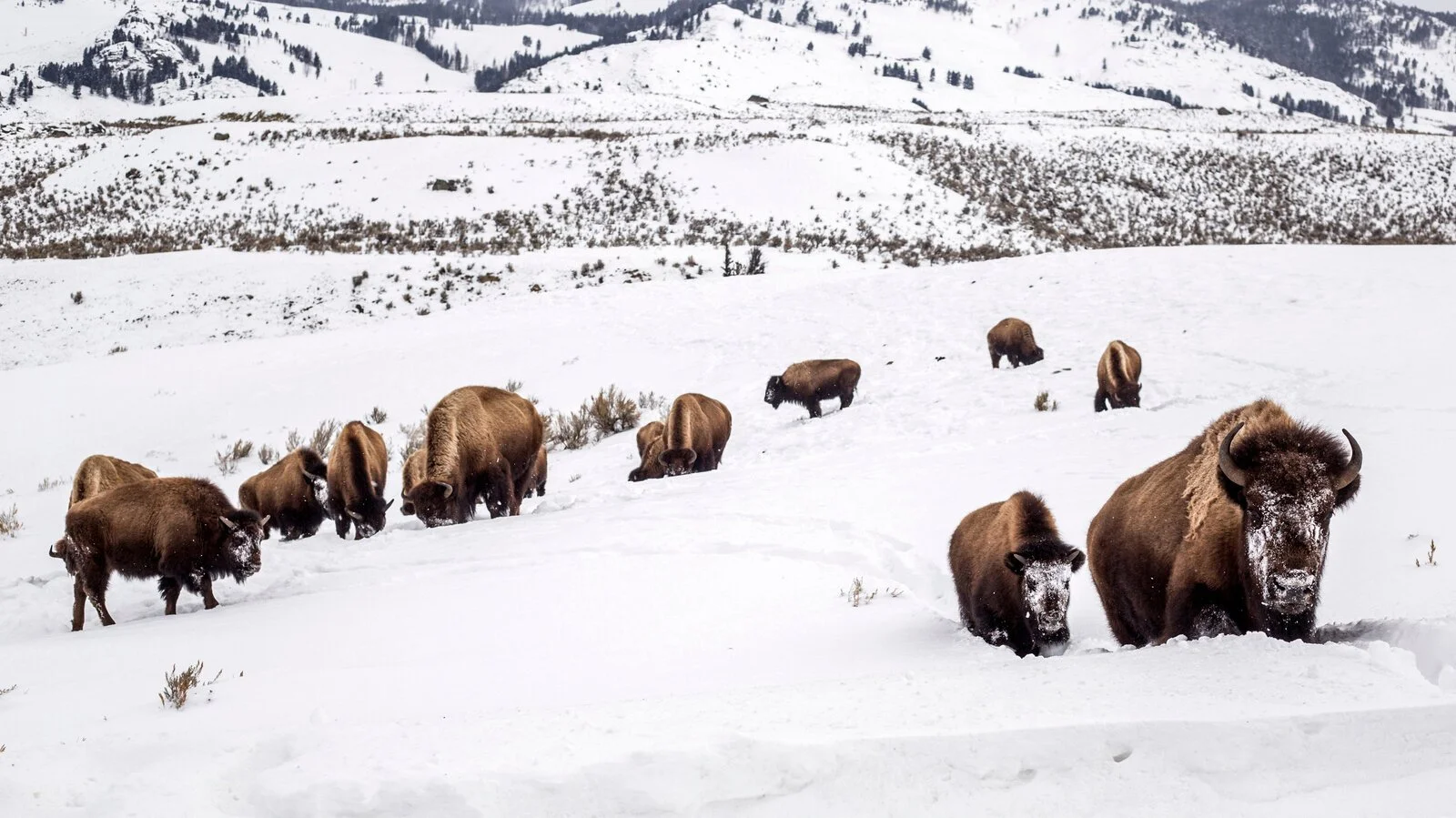 11 Tribes Unite for Yellowstone Buffalo on National Bison Day