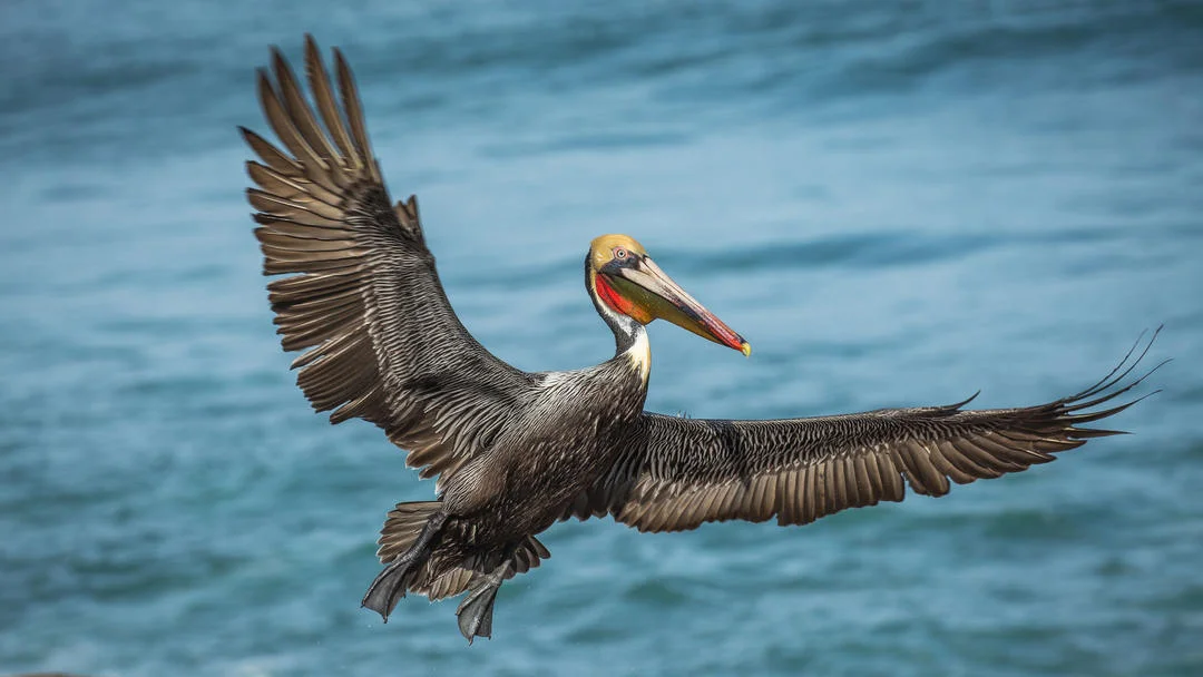 a1_1830_2_brown-pelican_steve_torna_kk.jpg