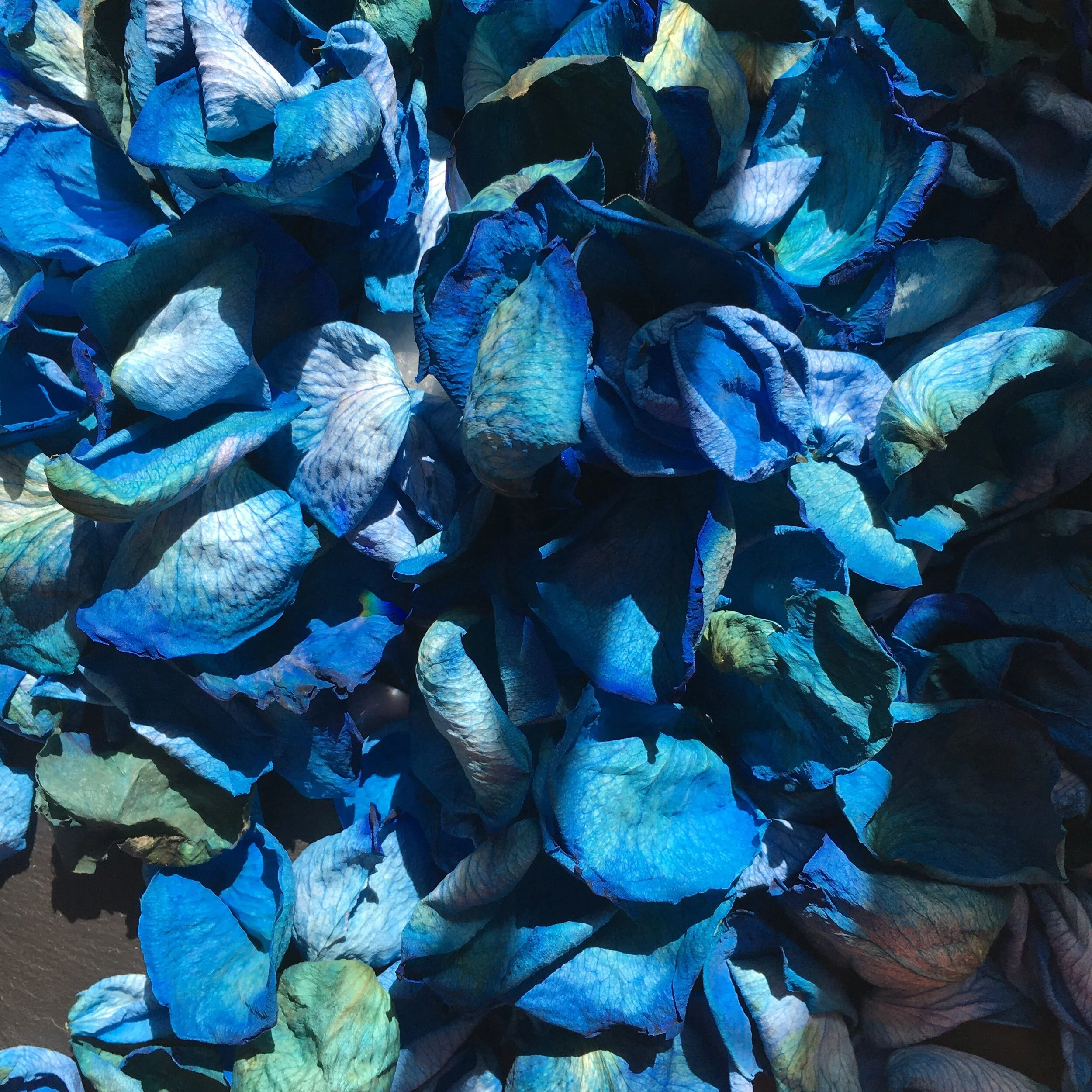 TRUE BLUE roses.JPG