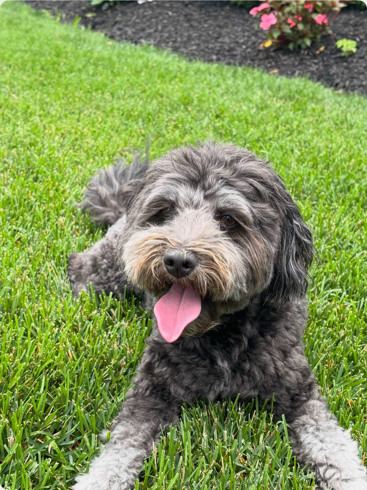Happy national dog day to our sweet 🫒 .  We love you the most. &hearts;️ DM to create a custom charm of your best friend. 🐾🐕🐩🐶