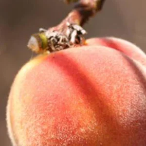 Peach Fuzz