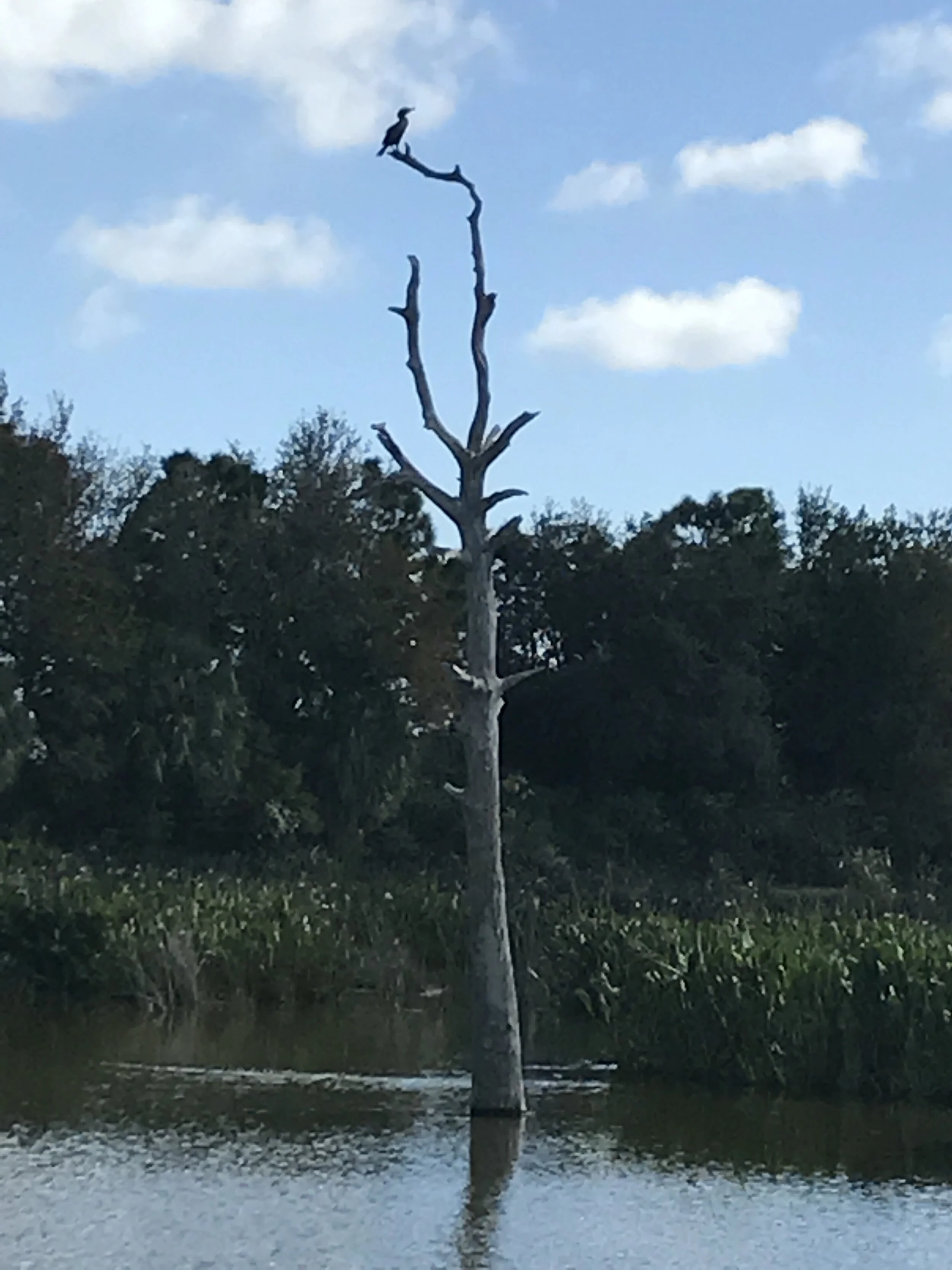 lonely bird 2.JPG