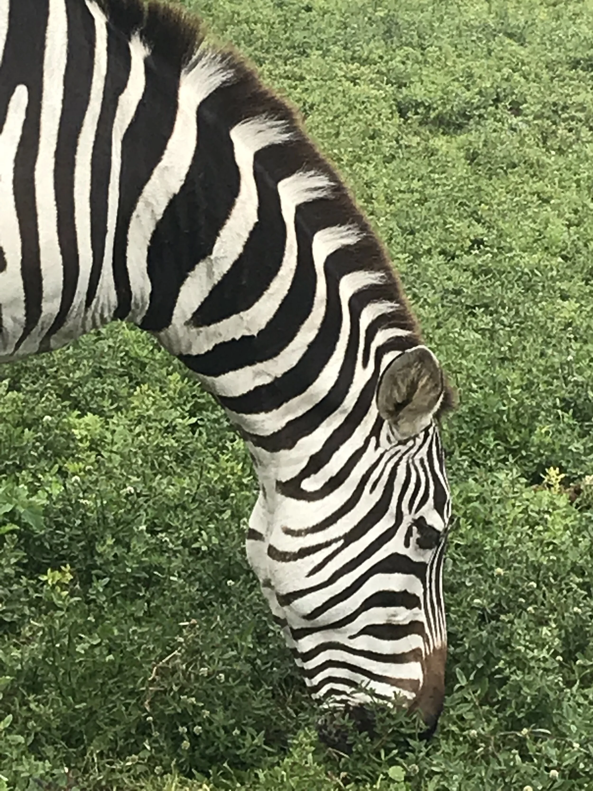 Nature's Finest.jpg