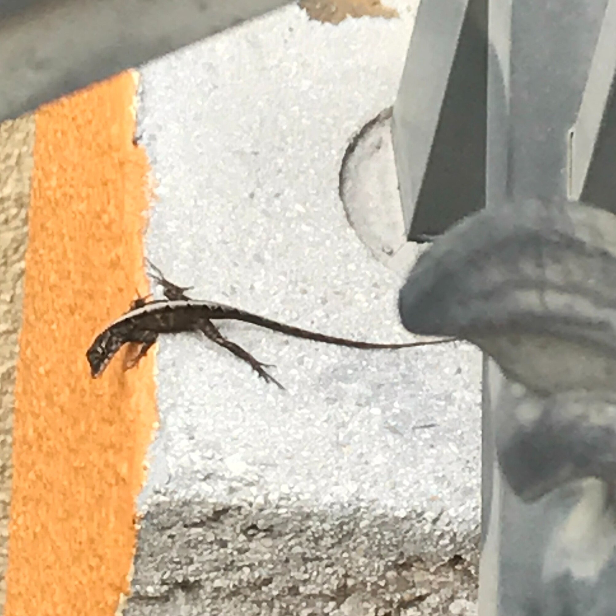 salamander.jpg
