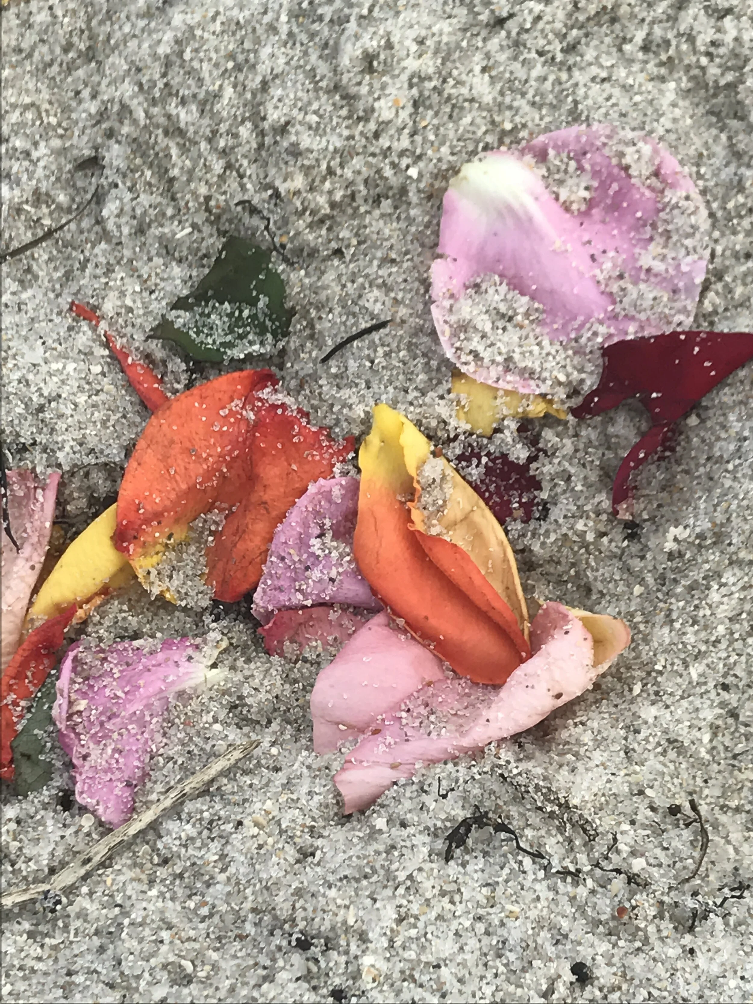 petals on the sand.JPG