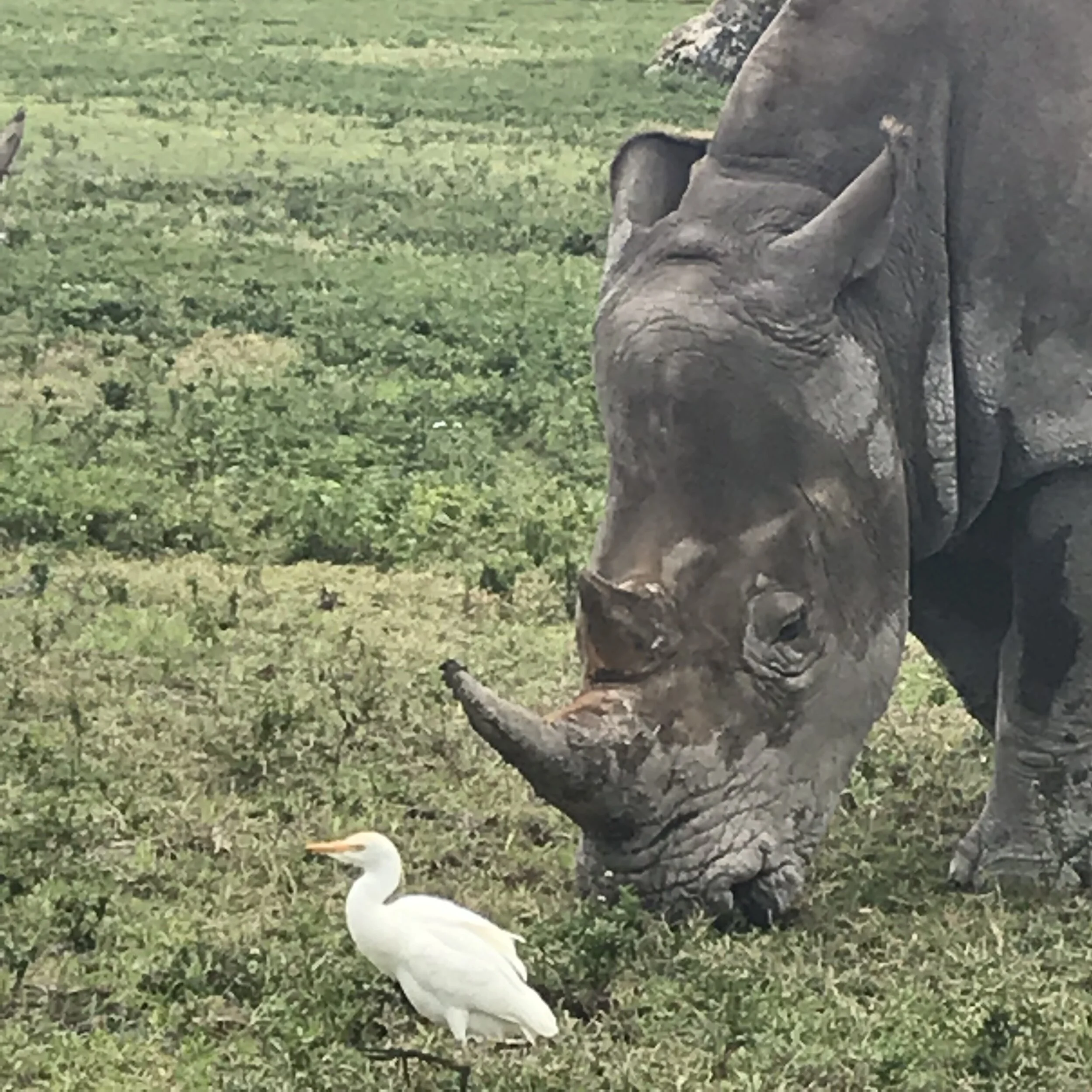 rhino likes company.jpg