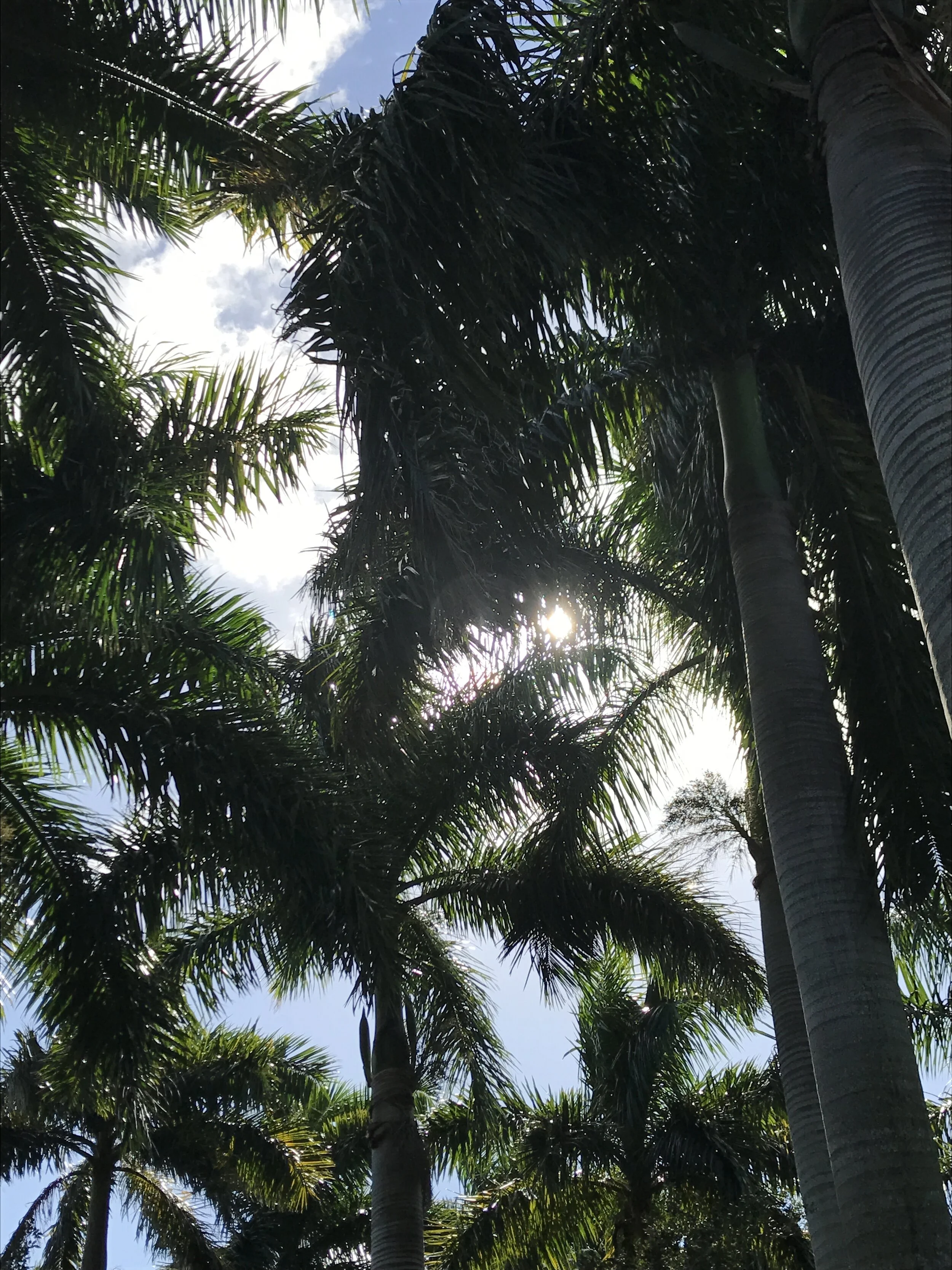 fla palms.JPG