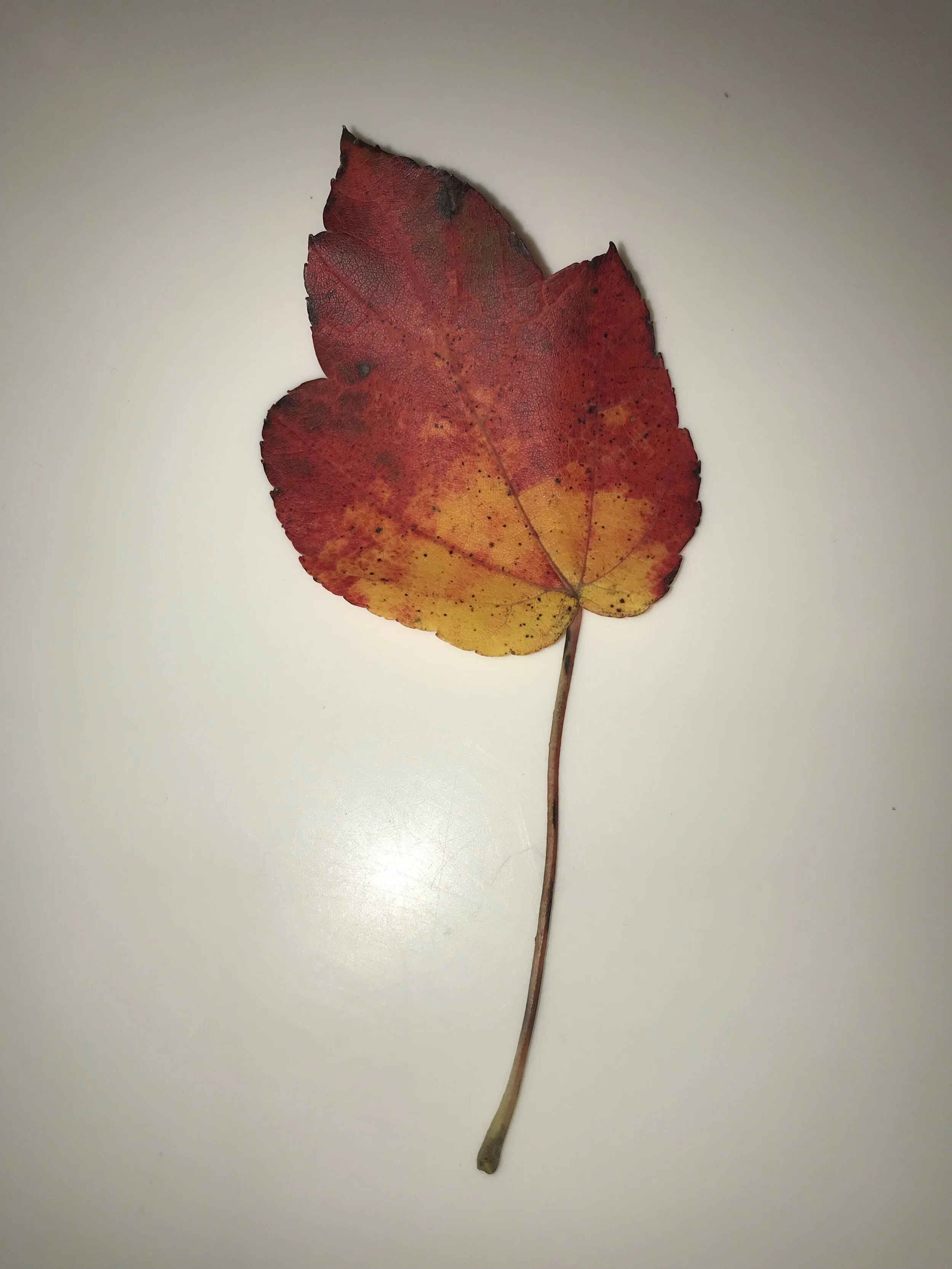 leaf.jpg