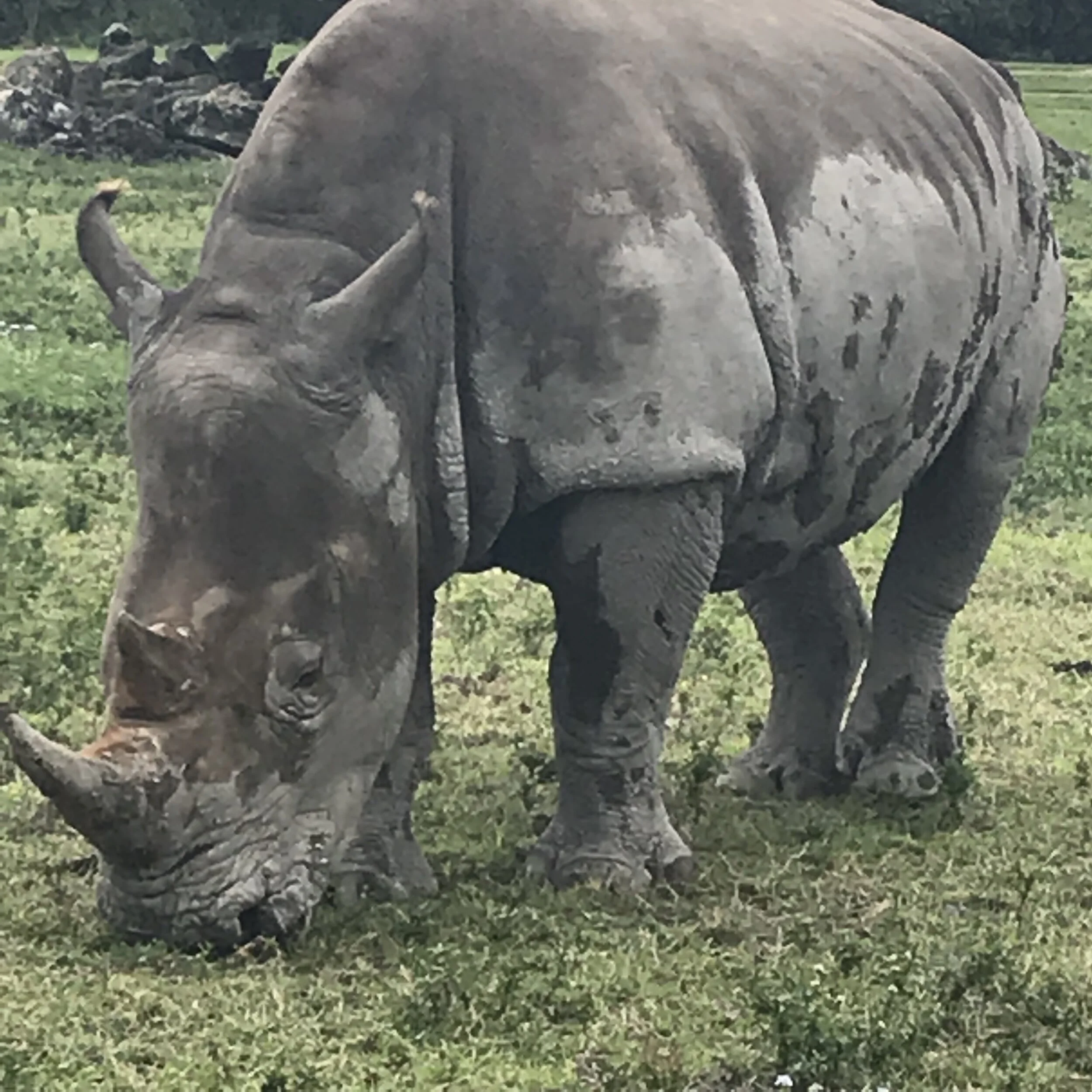 rhino.jpg