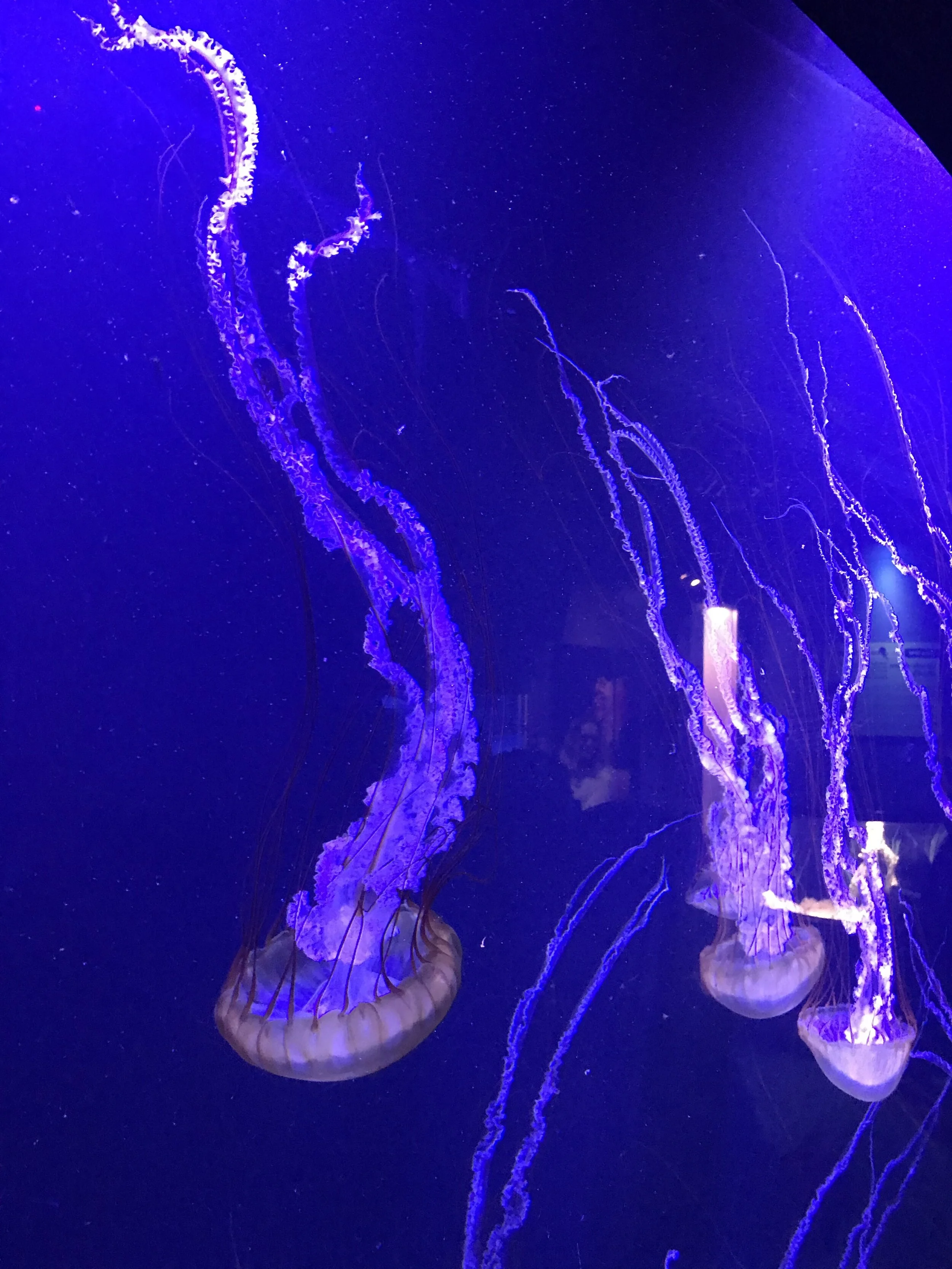 sea life.jpg
