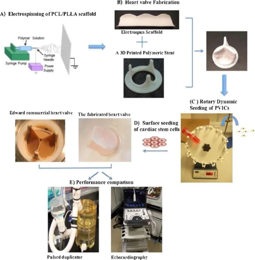 Fabrication and In Vitro Characterization of a Tissue Engineered PCL