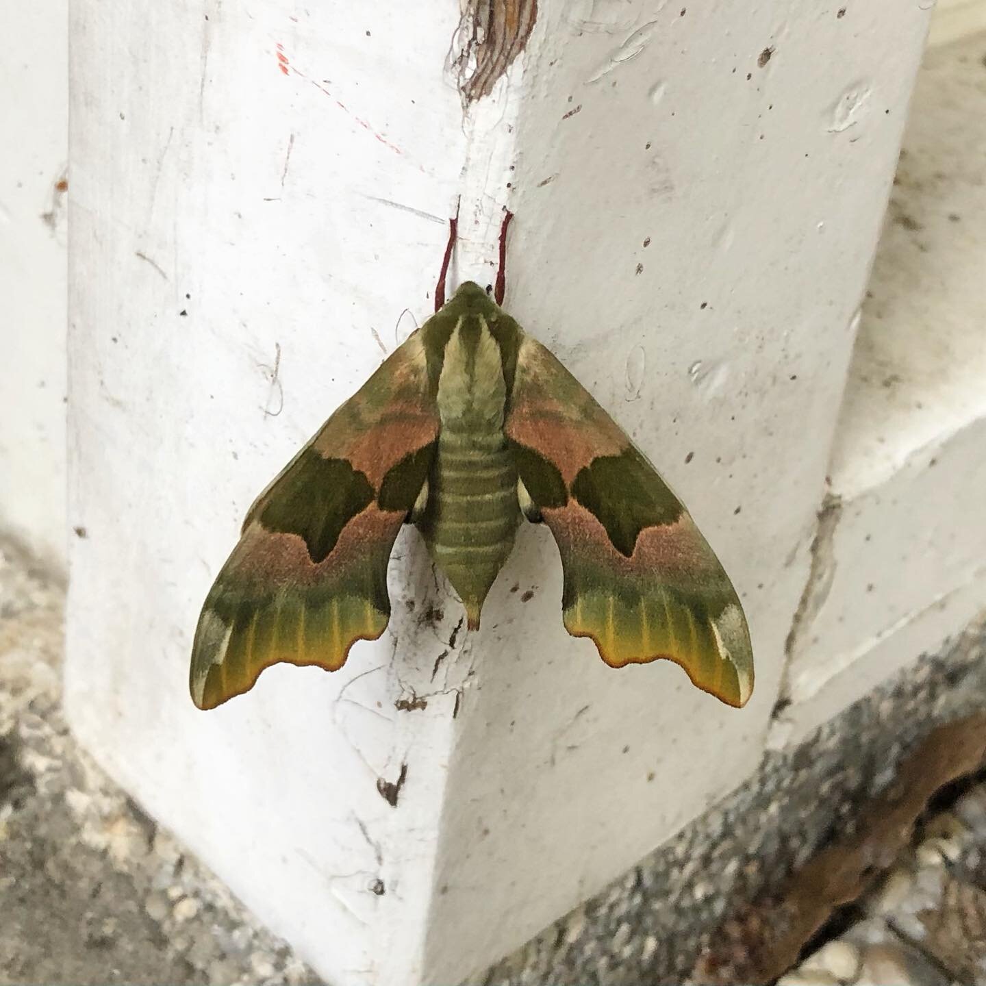 Lindepijlstaartvlinder! 

#butterfly #lindepijlstaartvlinder #vlinder #camo #morebutterfliesplease