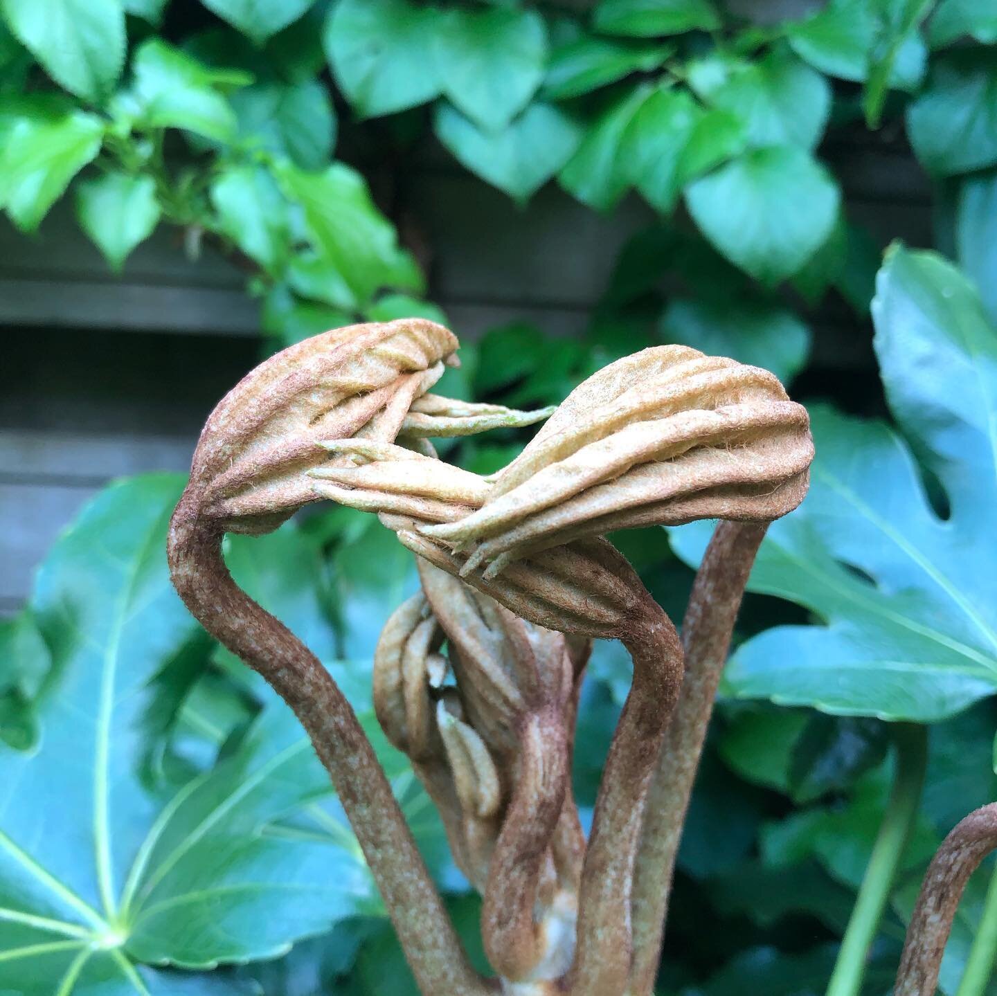 9 mei.... 17 mei...
De handen van deze Vingerplant (Fatsia japonica) ontvouwen zich langzaam 👊🏻🖐🏻

#fatsiajaponica #plant #beplantingsplan #tuinidee #tuininspiratie #evergreen #moregreenplease