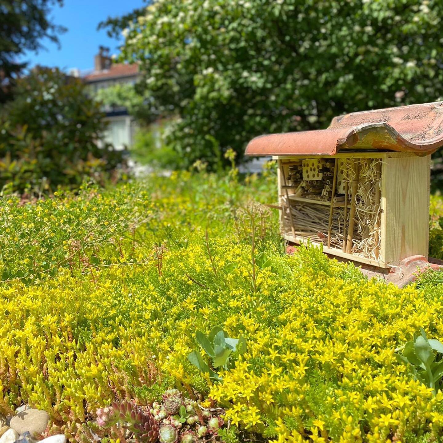 Vandaag met de kids een bijenhotel geklust van een wijnkistje, wat oude bamboo stokken en hout en dakpannen uit een bouwcontainer om de hoek: voila!

Het sedum dak gonst van de bijen, dus we zijn benieuwd of ze hier komen wonen en eitjes zullen legge