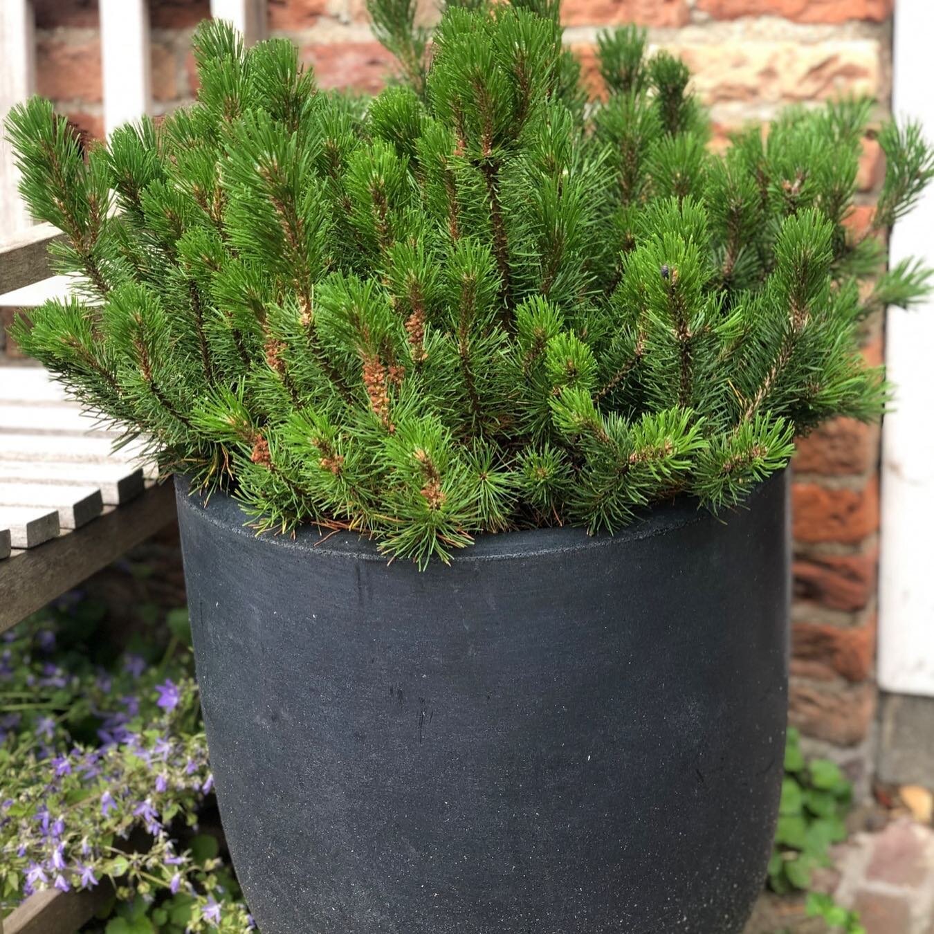 Kijk er komt een mini kegeltje (dennenappeltje) aan de Pinus mugo Mugho. Deze dwerg Bergden doet het goed in een pot en is de hele winter groen. 

#pinus #beplantingsplan #tuin #tuininspiratie #garden #Pinusmugomugho #pot #plant #moregreenplease