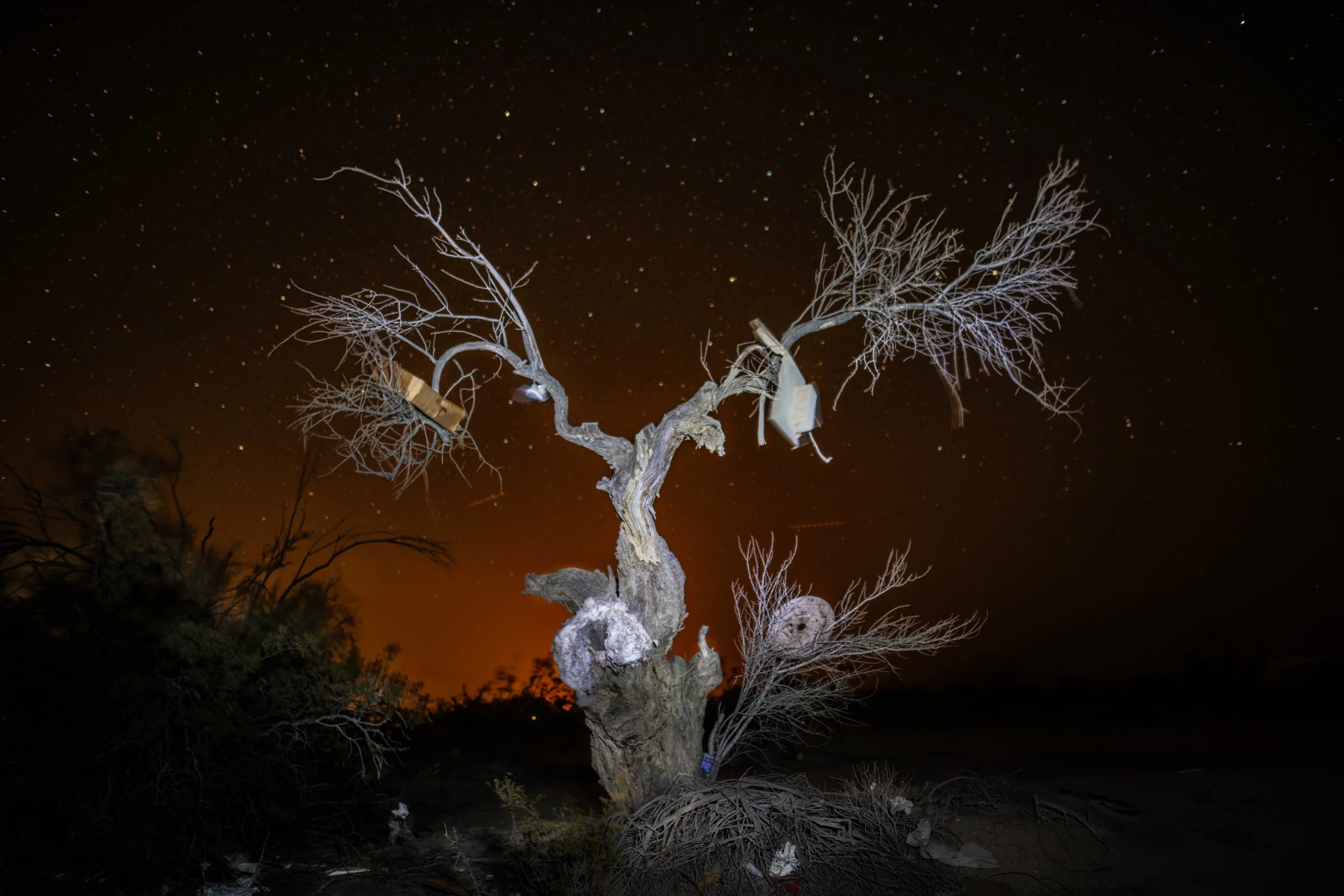 Babylon_JFBouchard_Tree Of Life 11_Nov2022_Final.jpeg