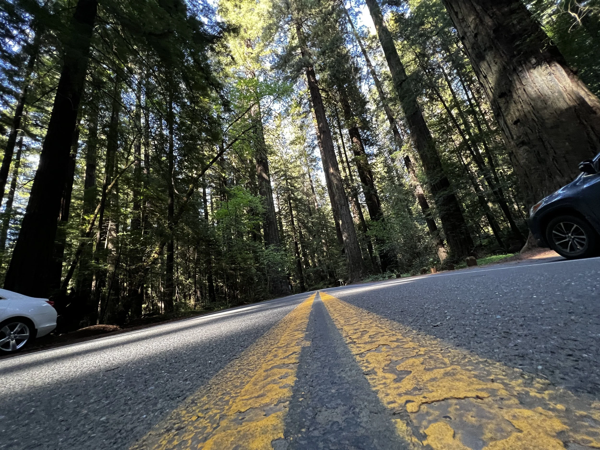 Day 45 &gt; 51 - Coastal Giants