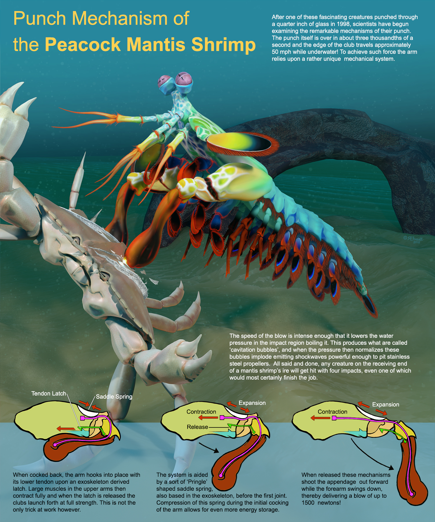 mantis shrimp punch