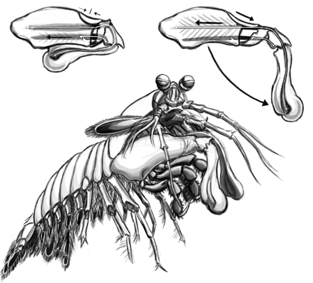 mantis shrimp punch