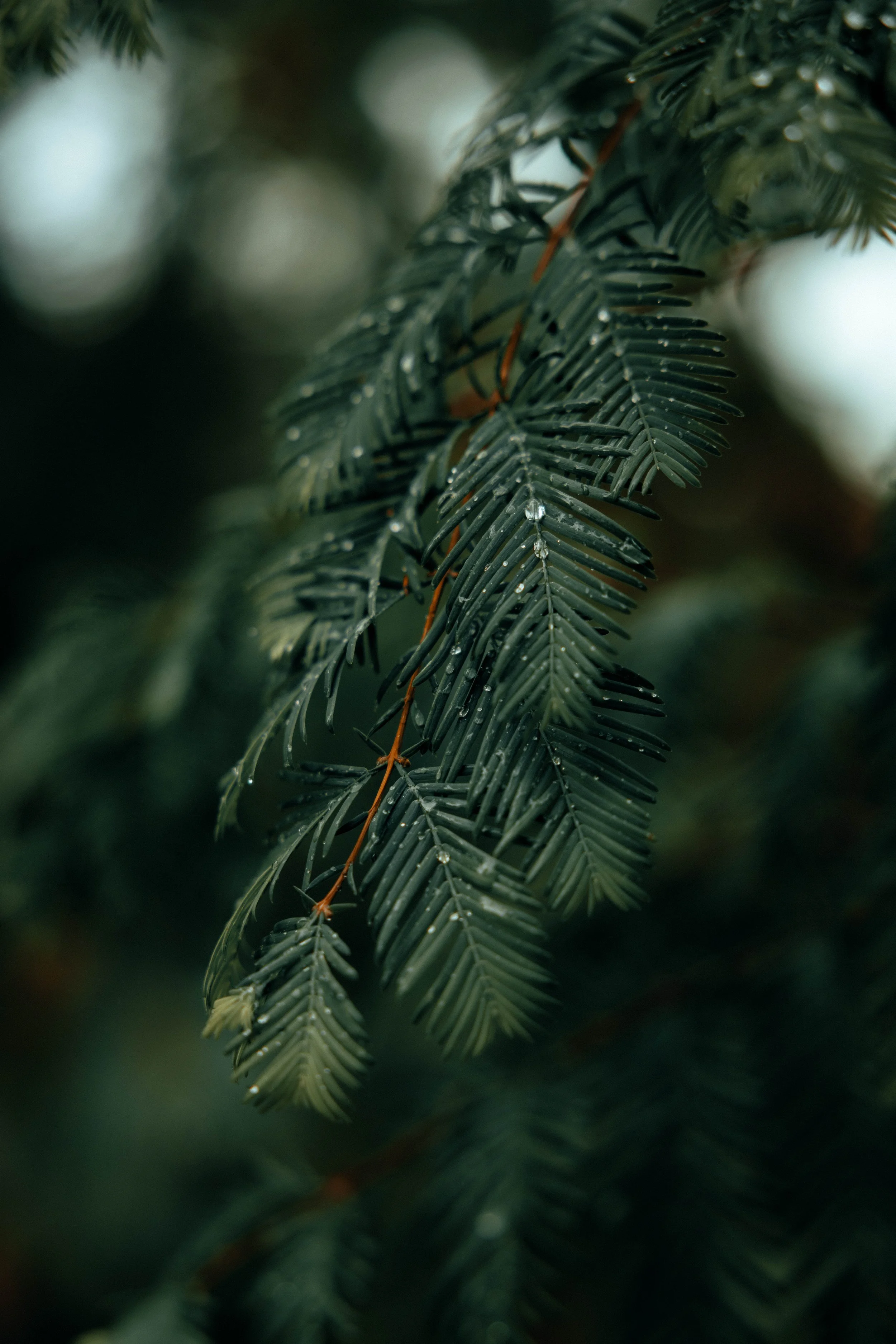 2I8A2774-Edit.jpg