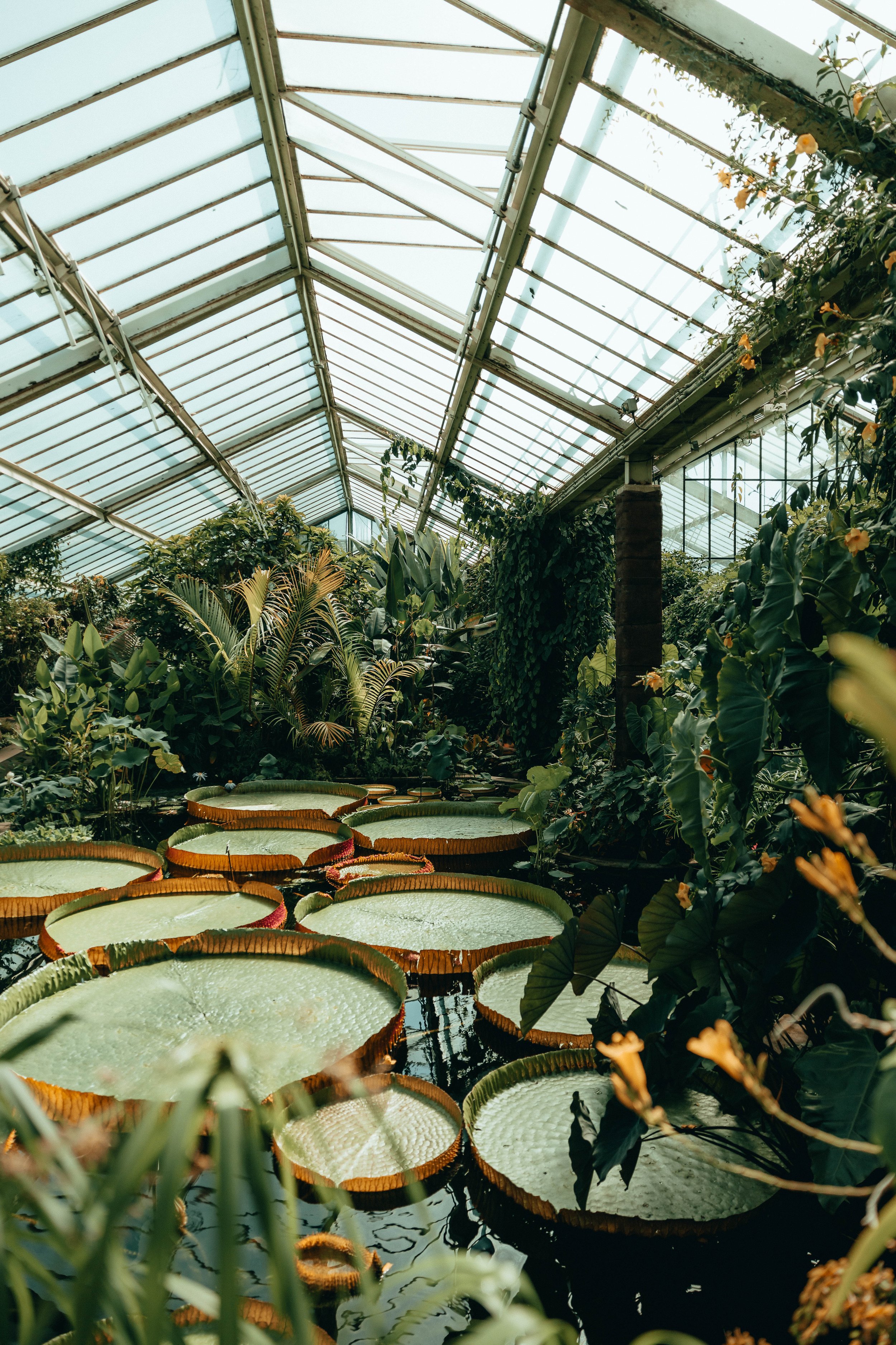 Kew-Gardens-August-2022--19.jpg