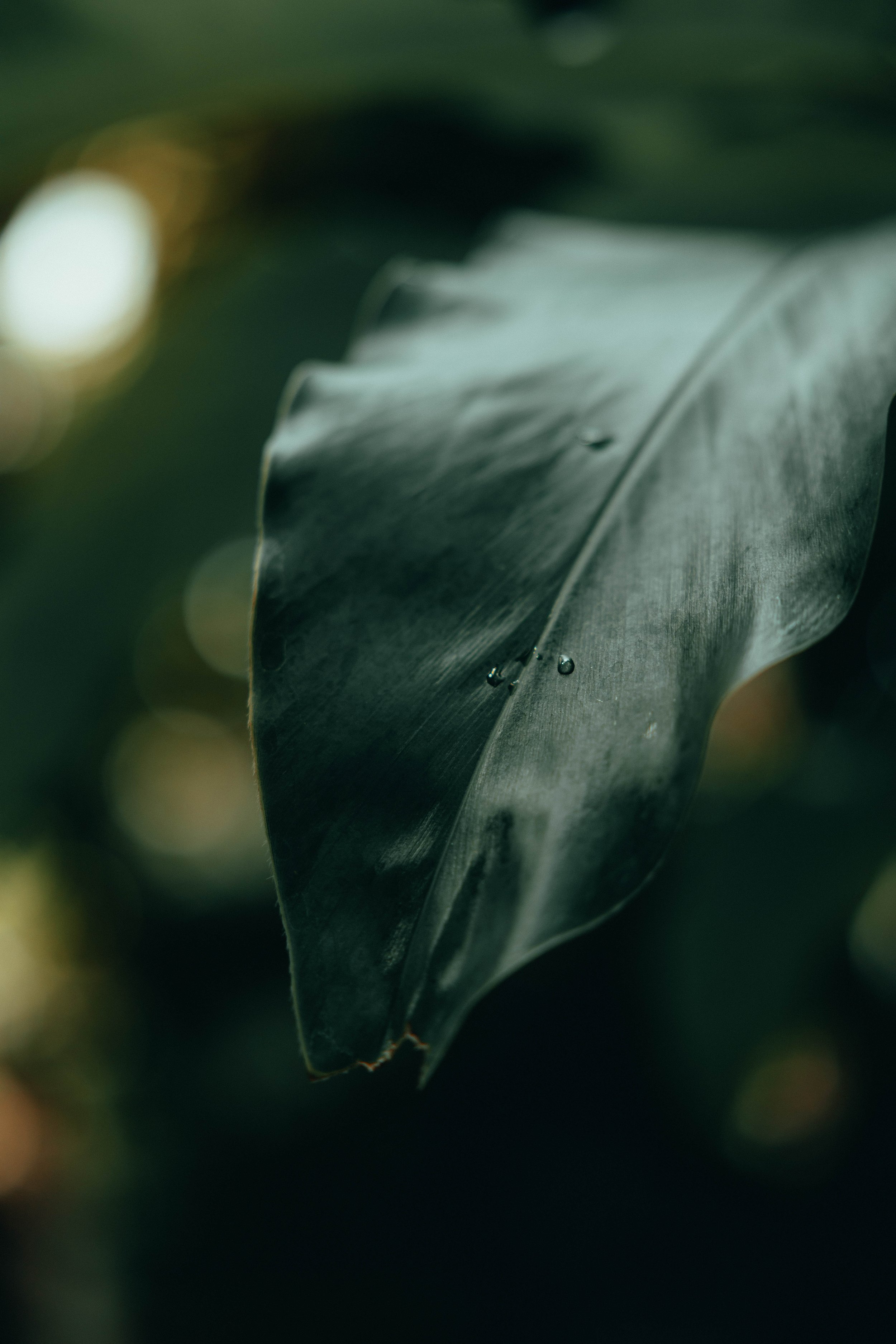 Kew-Gardens-August-2022--10.jpg