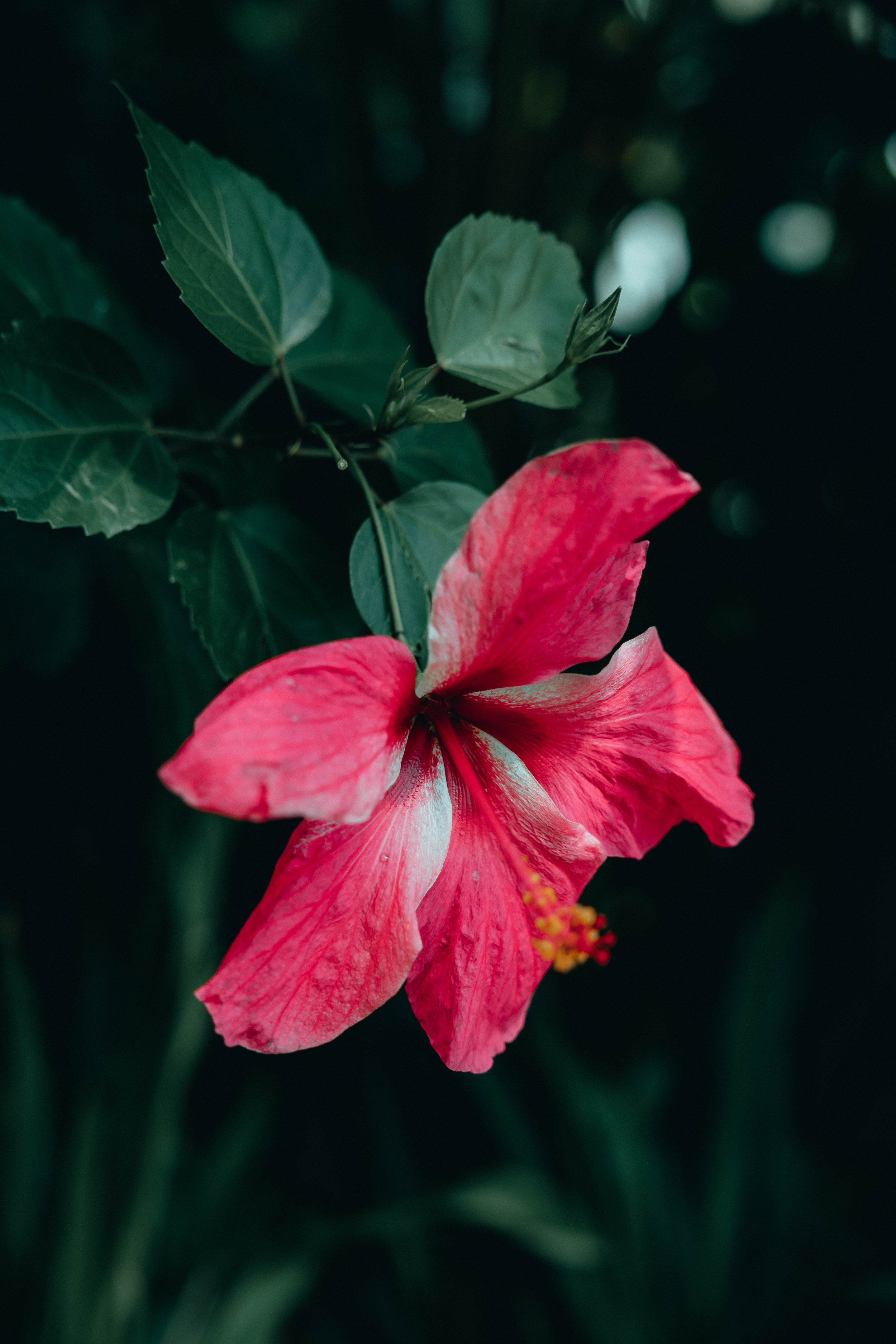 Kew-Gardens-August-2022--7.jpg