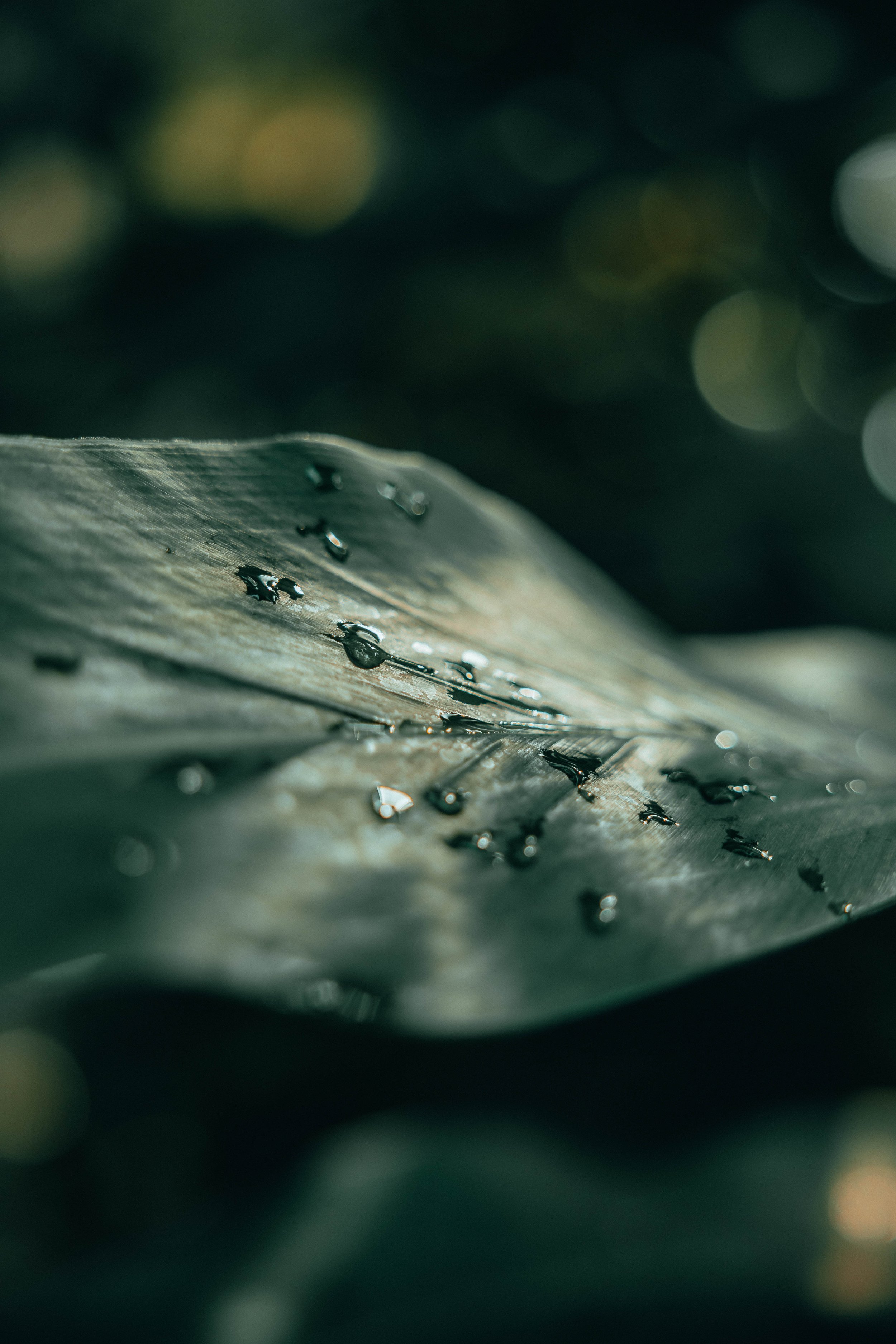 Kew-Gardens-August-2022--11.jpg