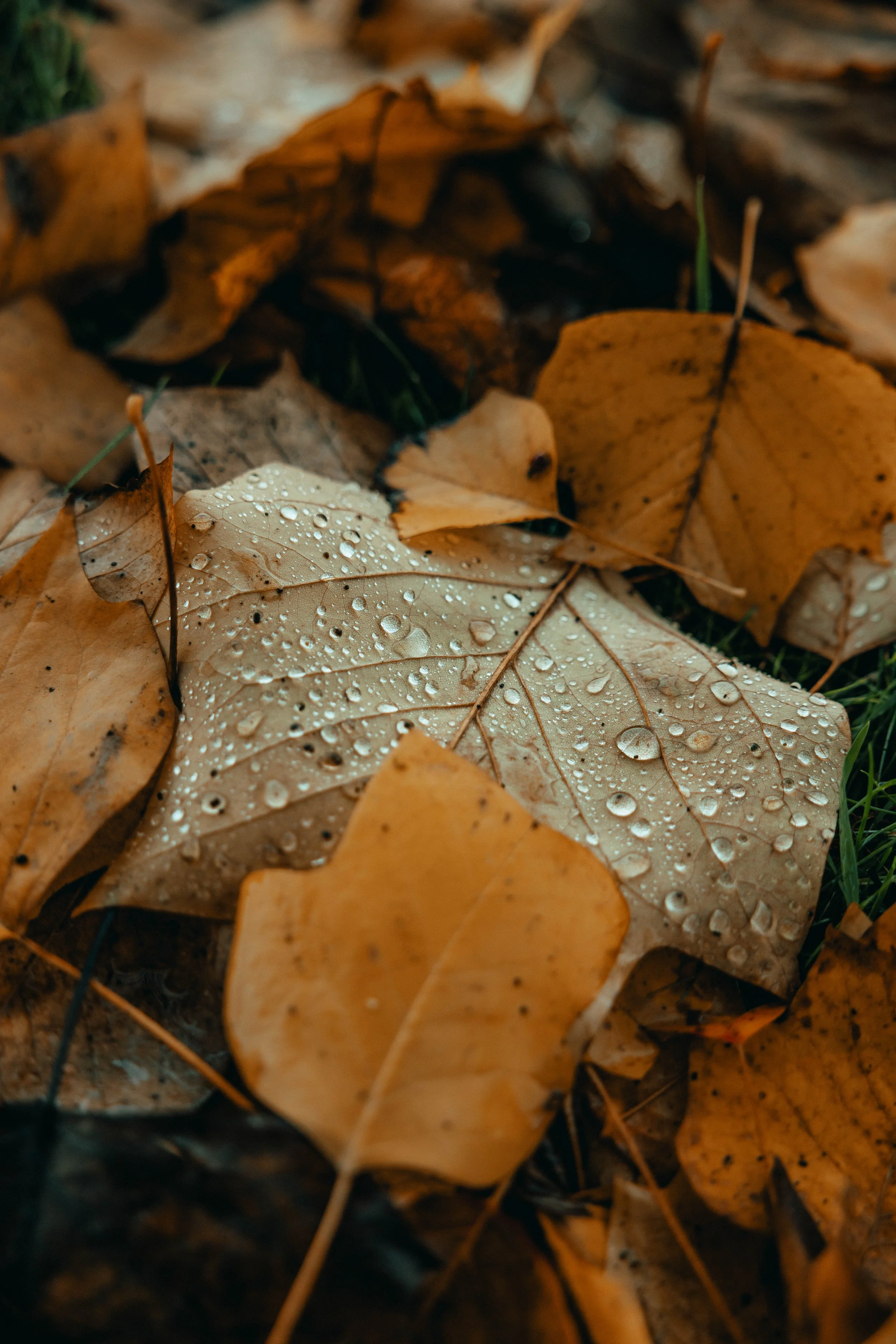 2I8A2943-Edit.jpg