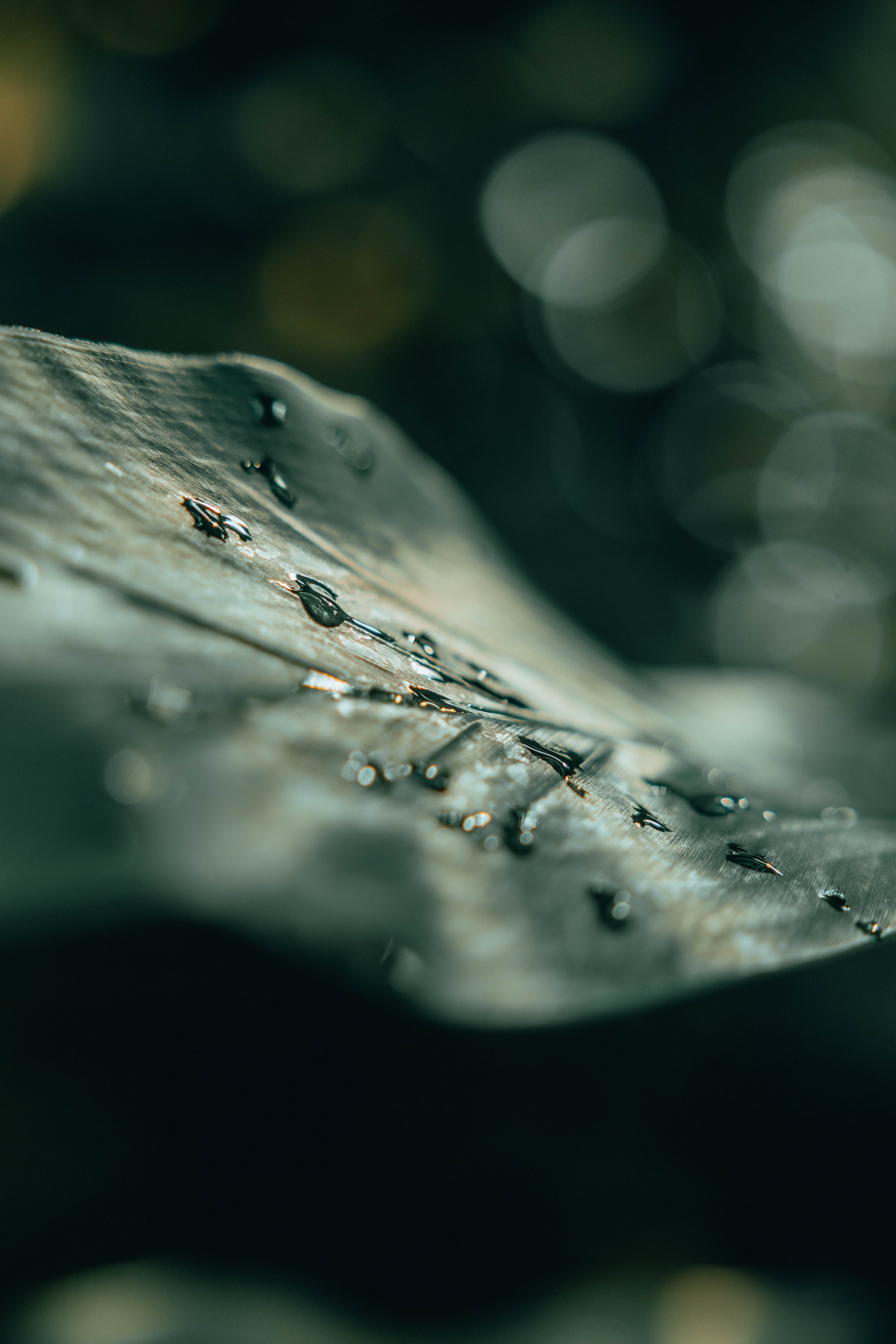 Kew-Gardens-August-2022--12.jpg