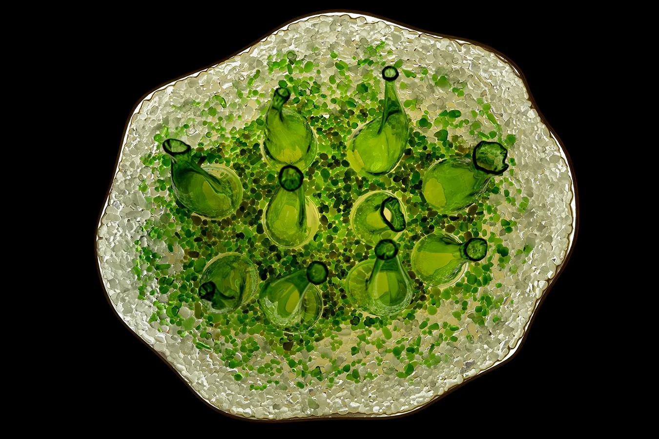 Swamp Flipped , assort blown beer bottles. assort. fused water and wine bottles, resin, plexi, wood, led.jpg
