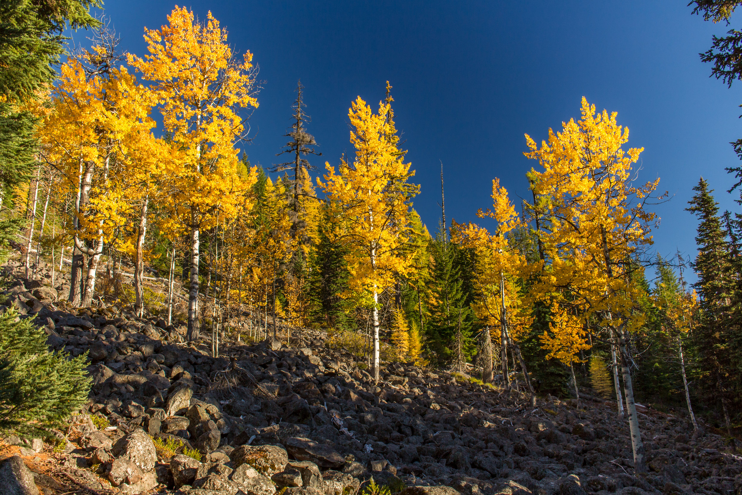 Cottonwoods_NoWM-1.jpg
