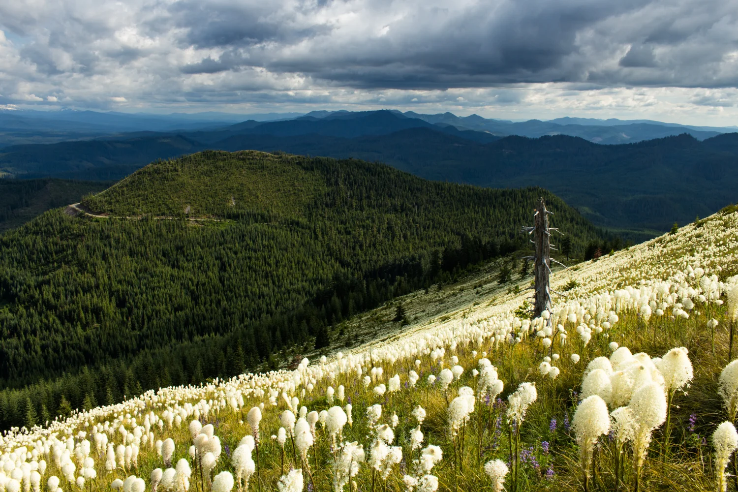 Coffin_mountain 1500px-37.jpg