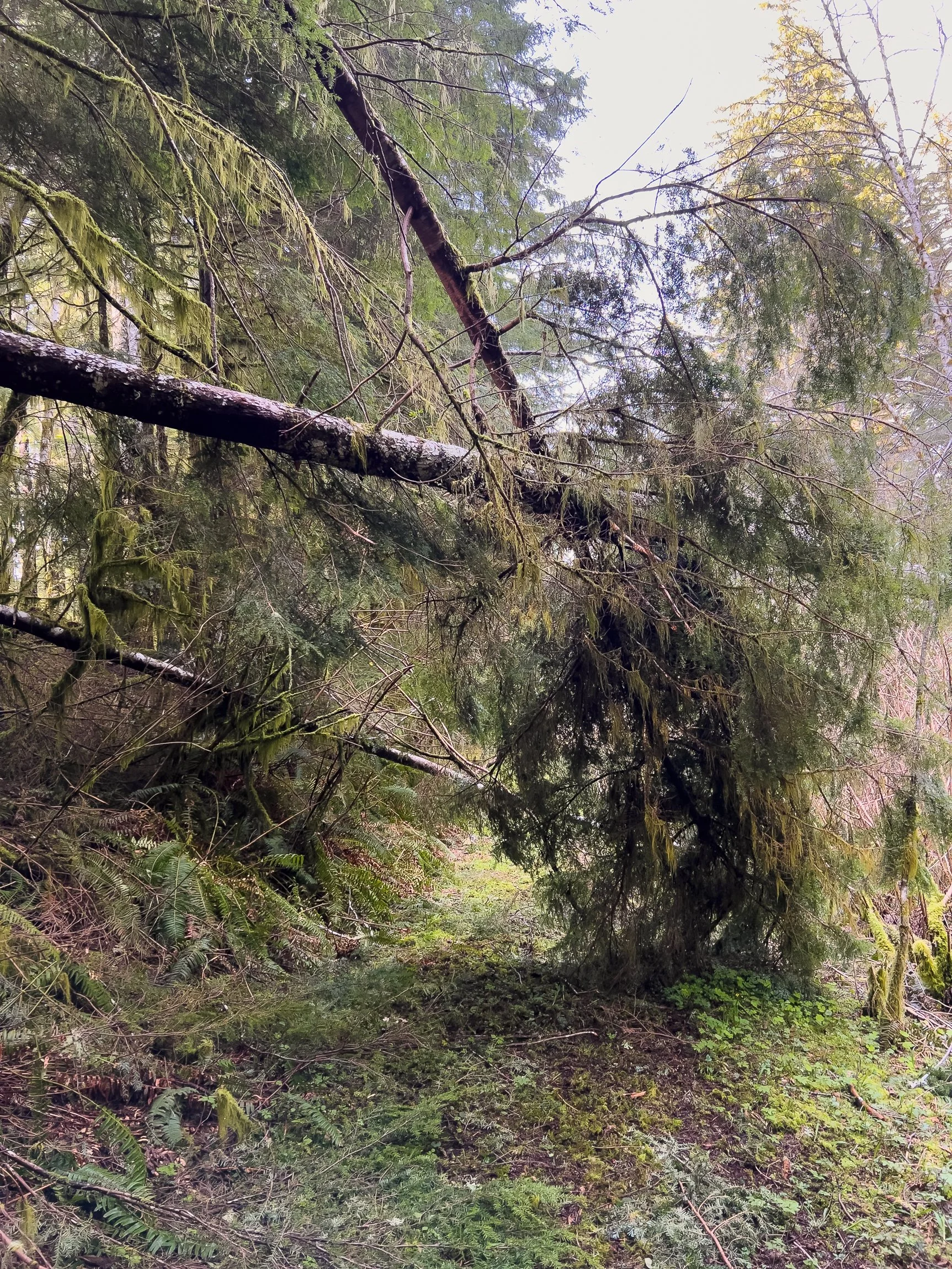 Drift Creek North_Edits_NoWM_Share-05.jpg