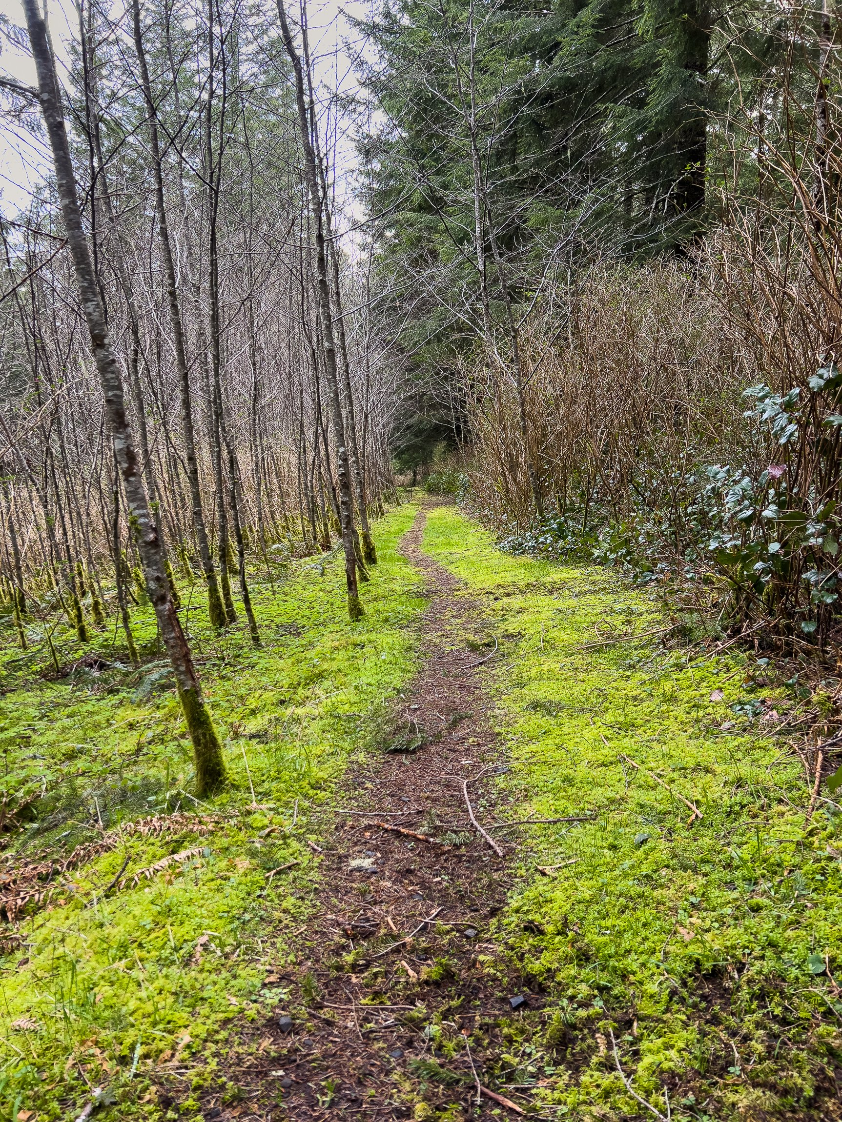 Drift Creek North_Edits_NoWM_Share-02.jpg