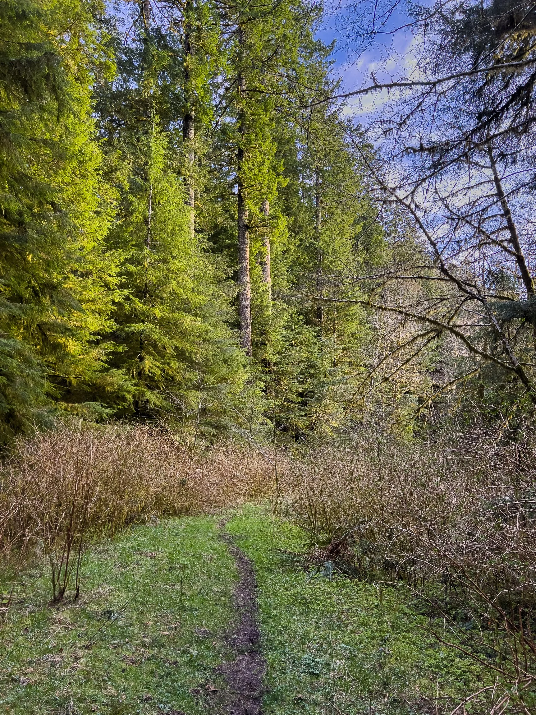 Drift Creek North_Edits_NoWM_Share-06.jpg