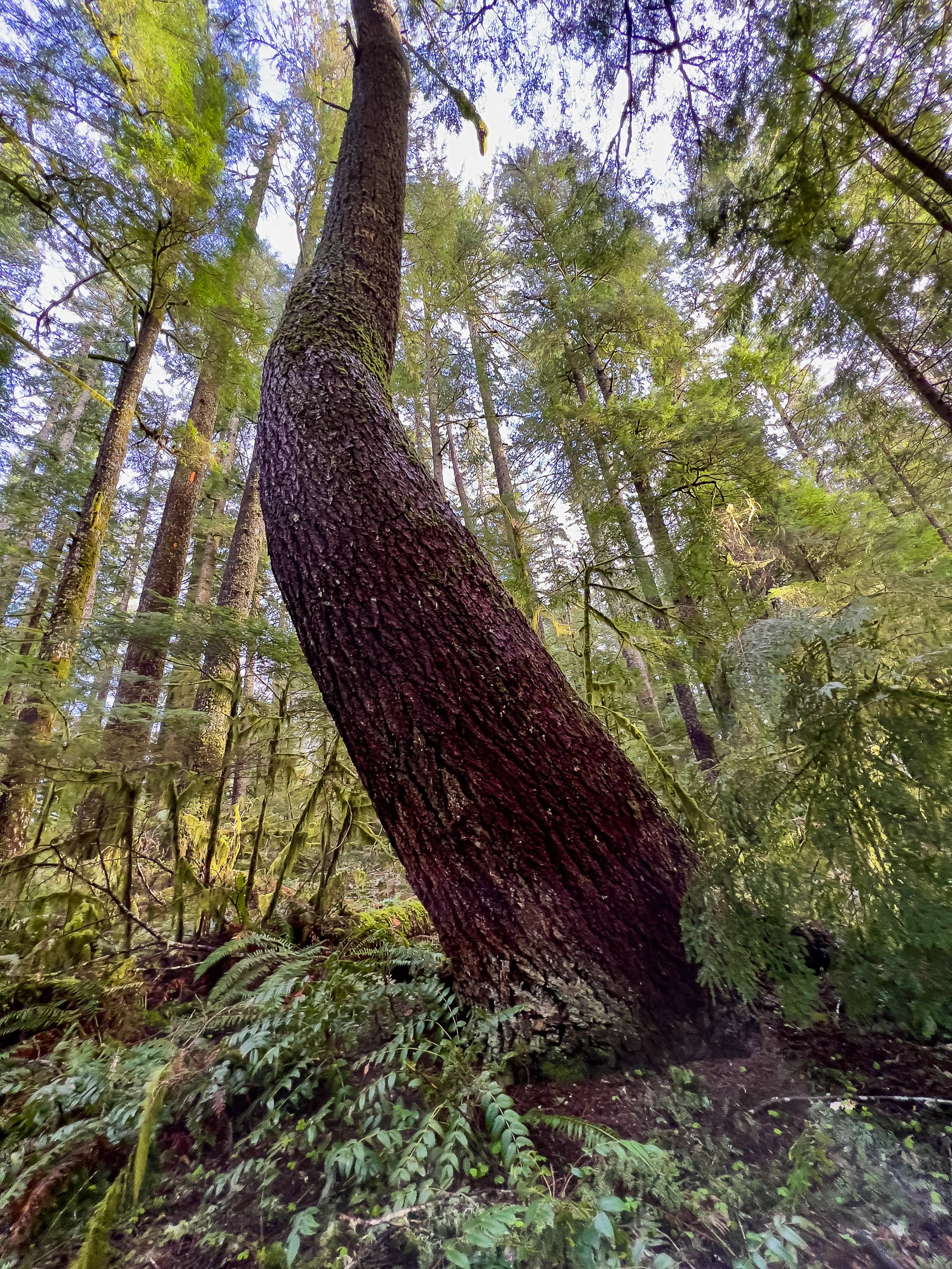 Drift Creek North_Edits_NoWM_Share-08.jpg