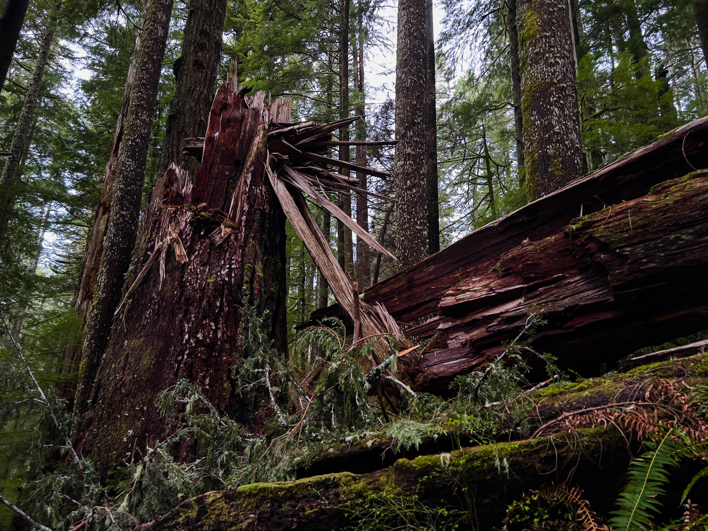 Drift Creek North_Edits_NoWM_Share-13.jpg