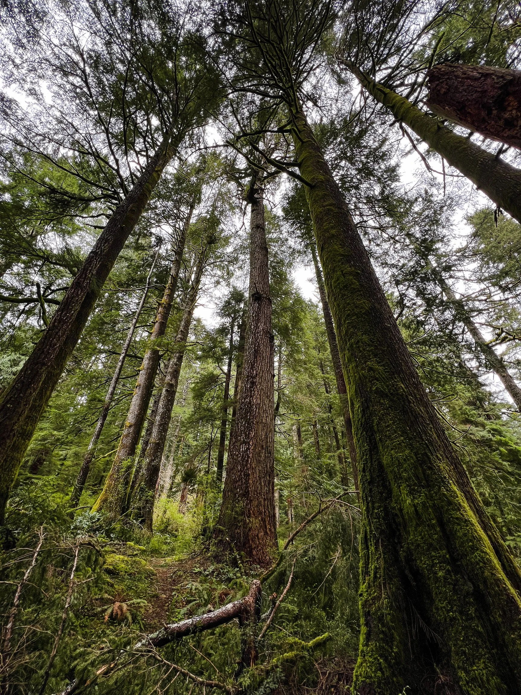 Drift Creek North_Edits_NoWM_Share-33.jpg