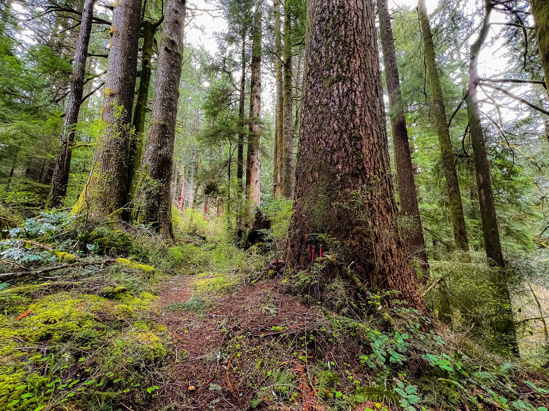 Drift Creek North_Edits_NoWM_Share-36.jpg