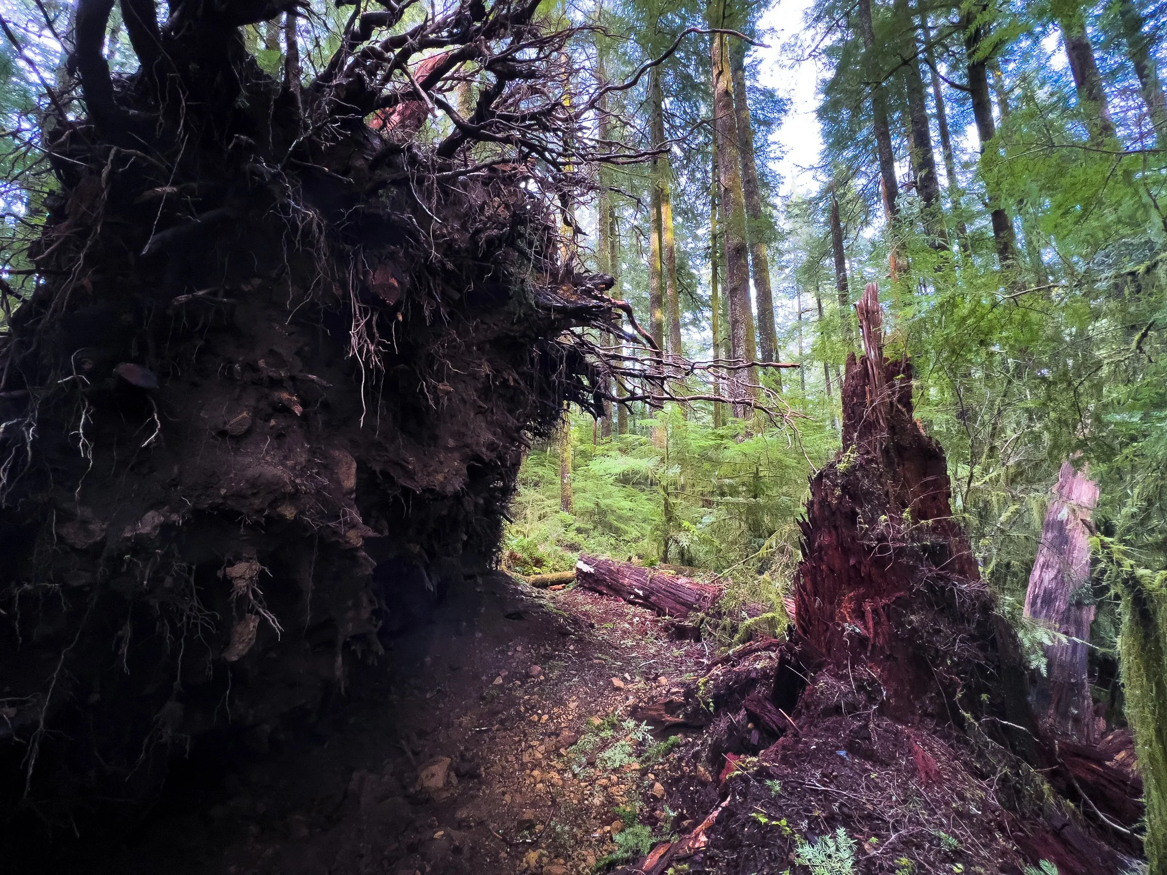 Drift Creek North_Edits_NoWM_Share-10.jpg