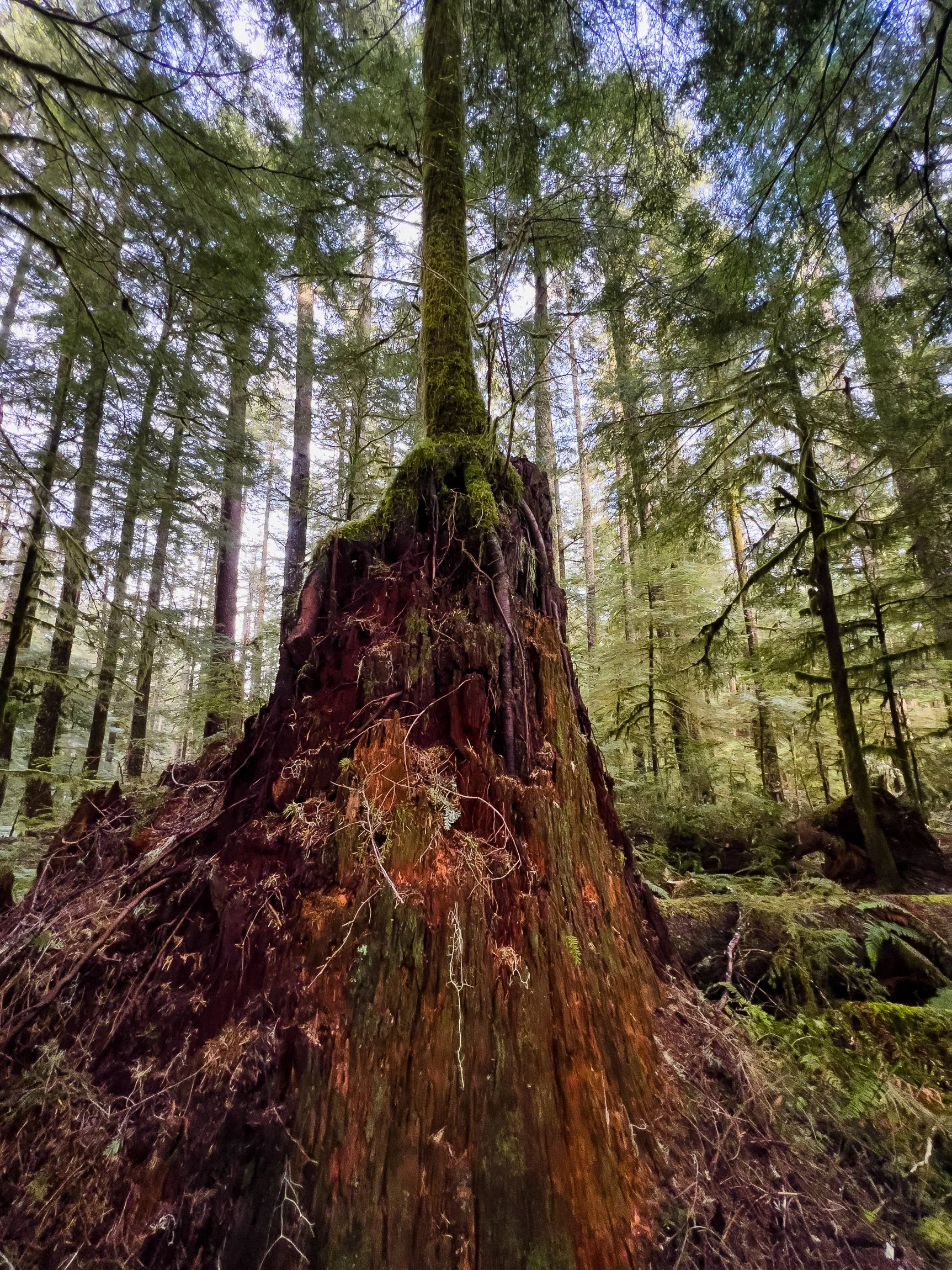 Drift Creek North_Edits_NoWM_Share-09.jpg