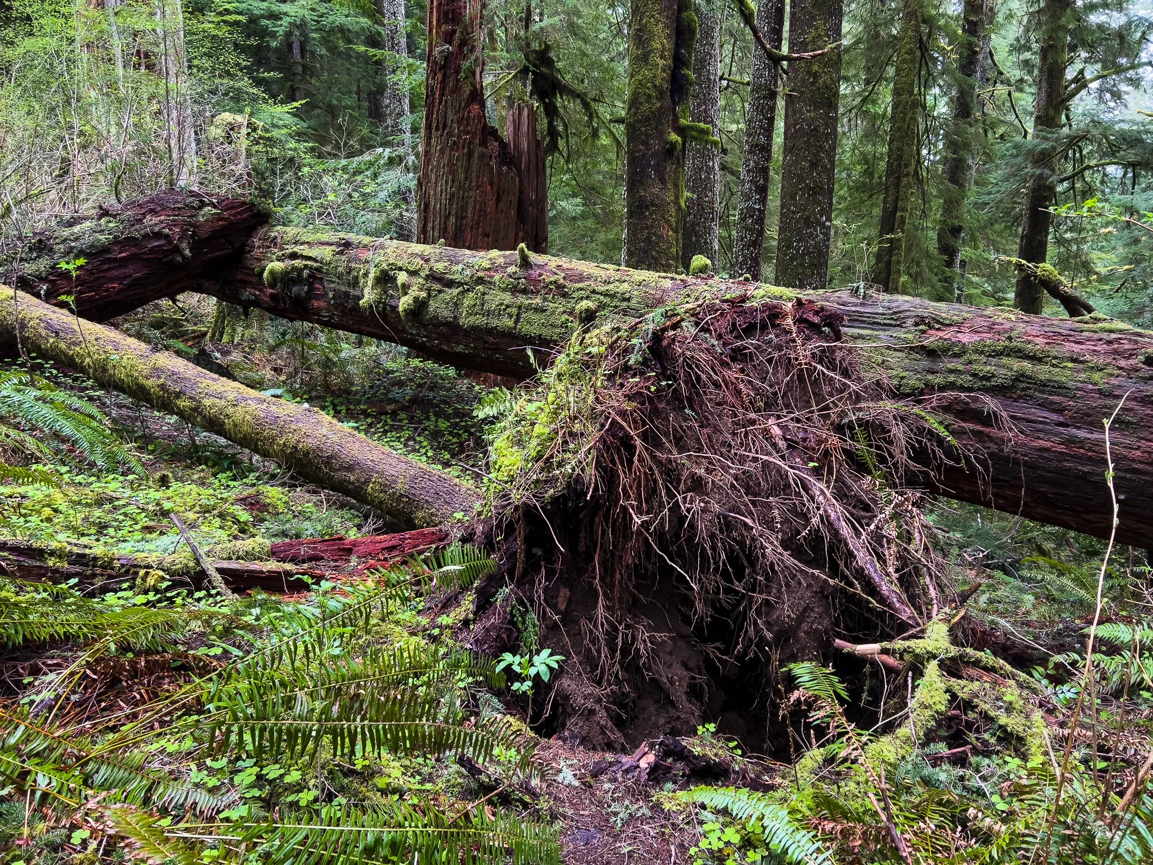Drift Creek North_Edits_NoWM_Share-43.jpg