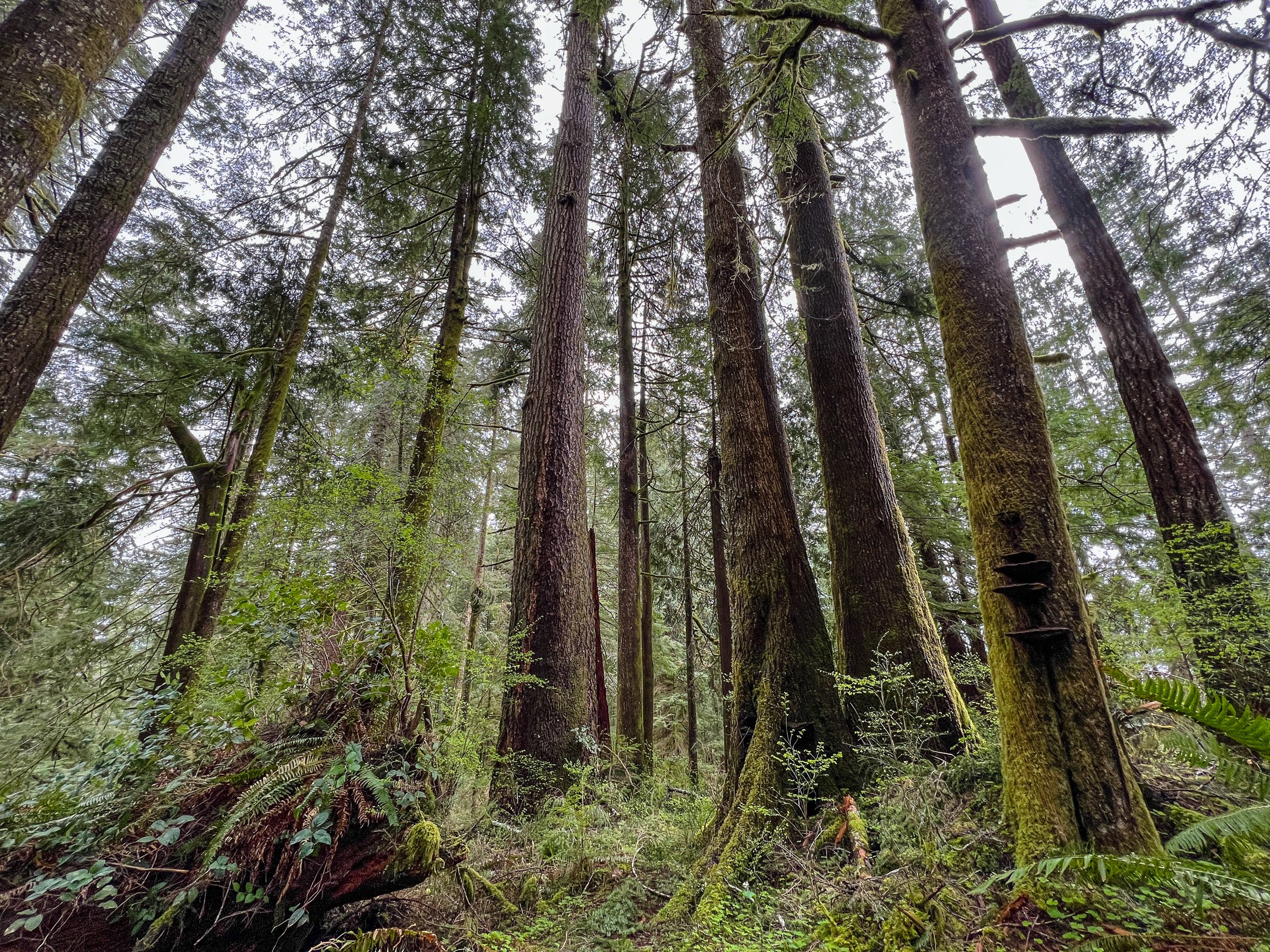 Drift Creek North_Edits_NoWM_Share-42.jpg
