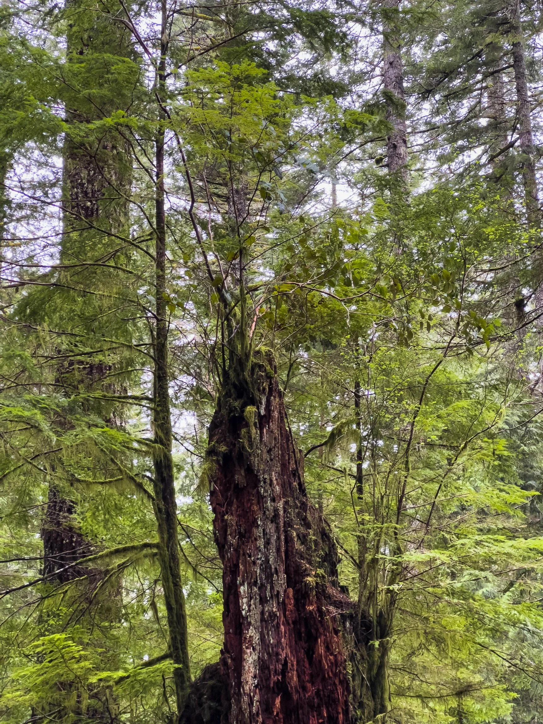 Drift Creek North_Edits_NoWM_Share-54.jpg