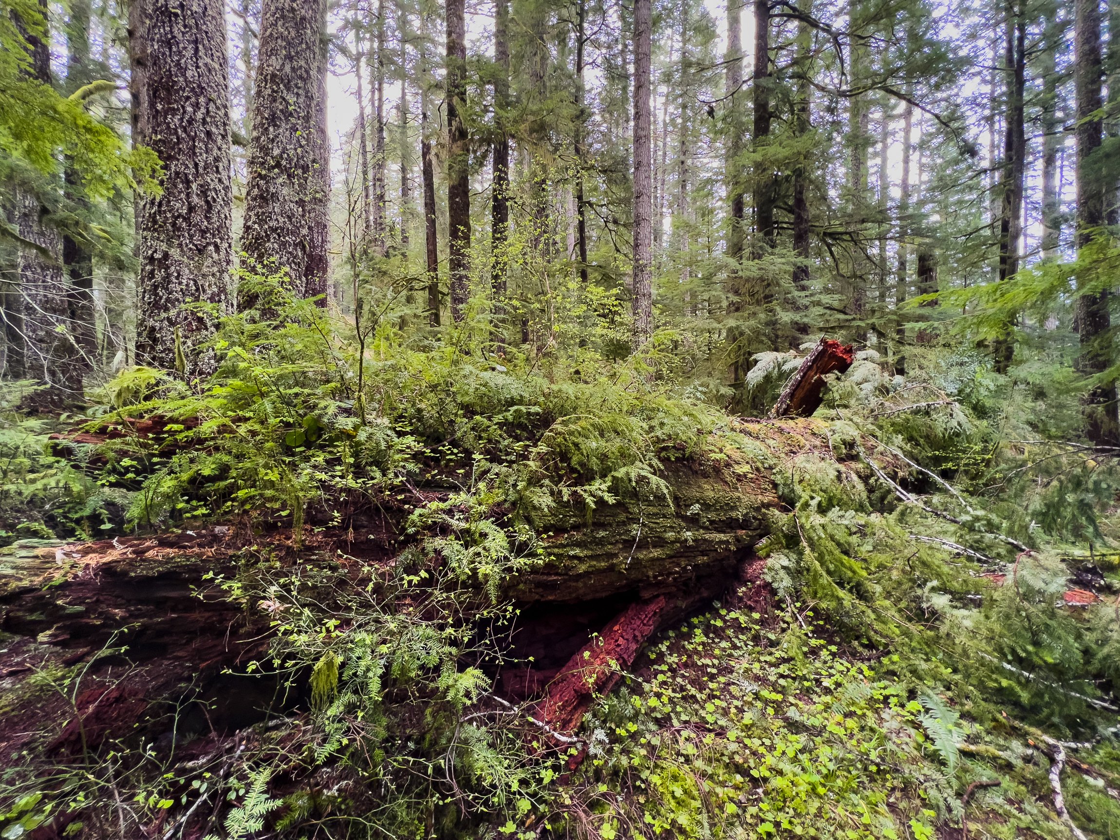 Drift Creek North_Edits_NoWM_Share-51.jpg