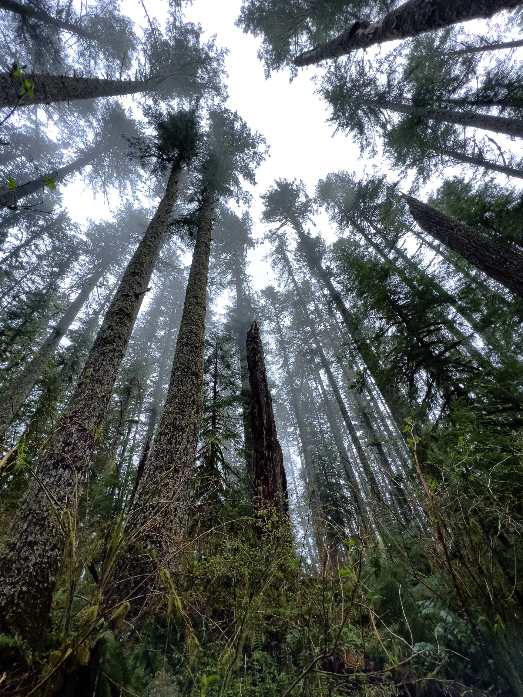 Drift Creek North_Edits_NoWM_Share-65.jpg