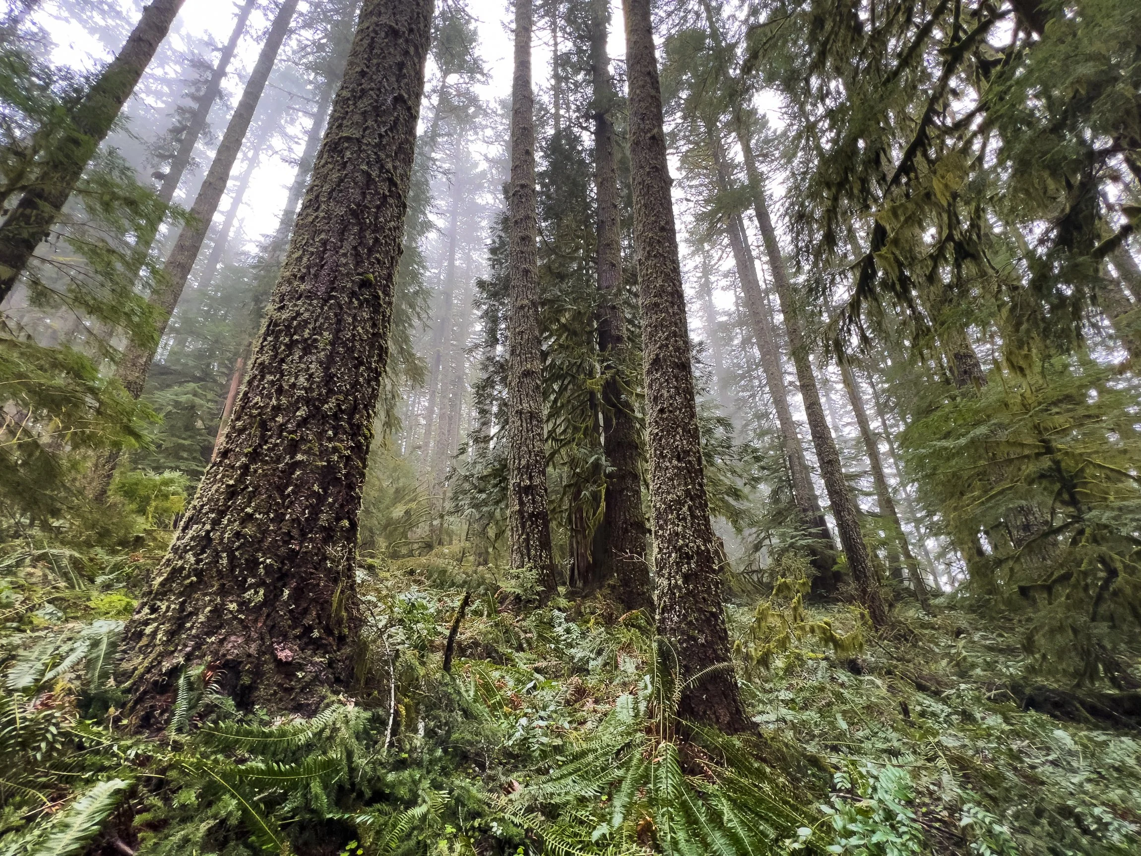 Drift Creek North_Edits_NoWM_Share-66.jpg